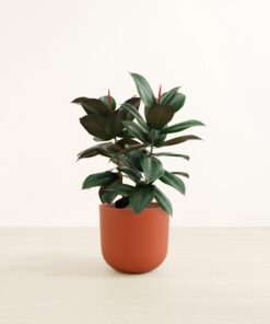 Rubber Tree - Large Agatha