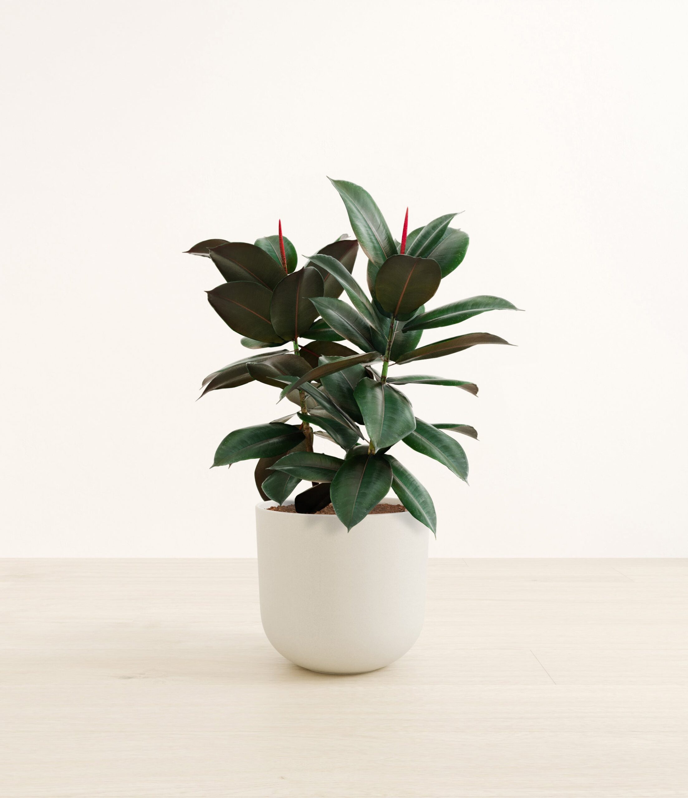RubberTreeLarge_Natural_Bamboo.jpg