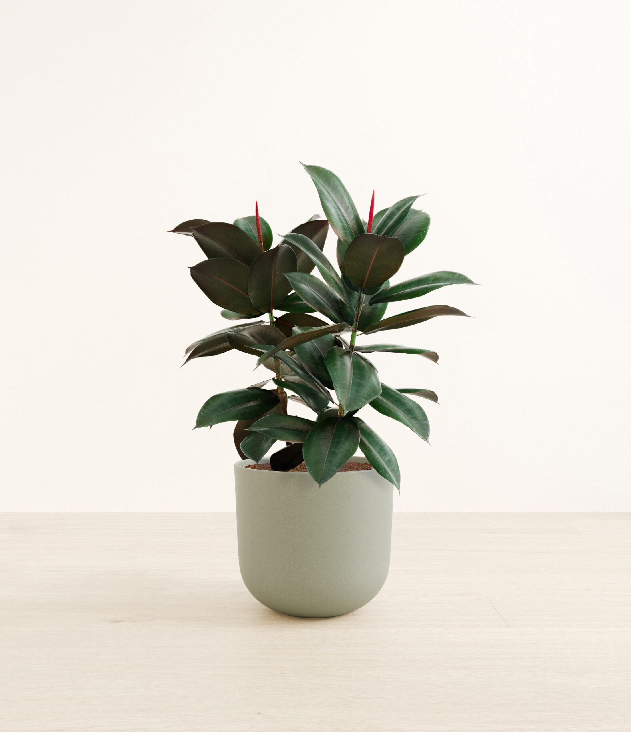 RubberTreeLarge_Sage_Green.jpg