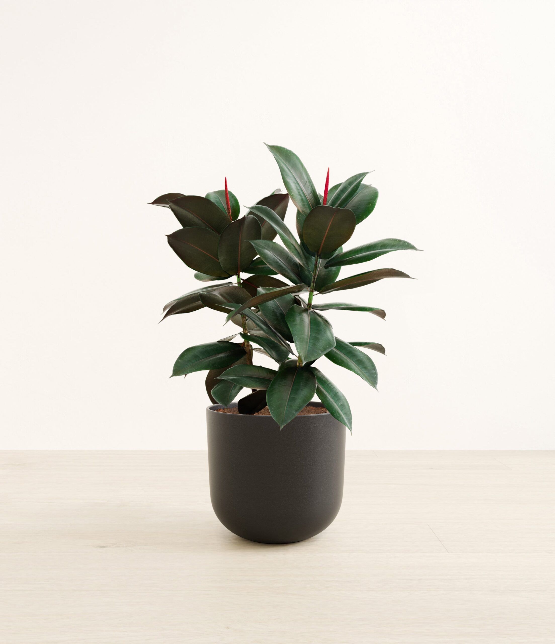 RubberTreeLarge_Stone_Black.jpg