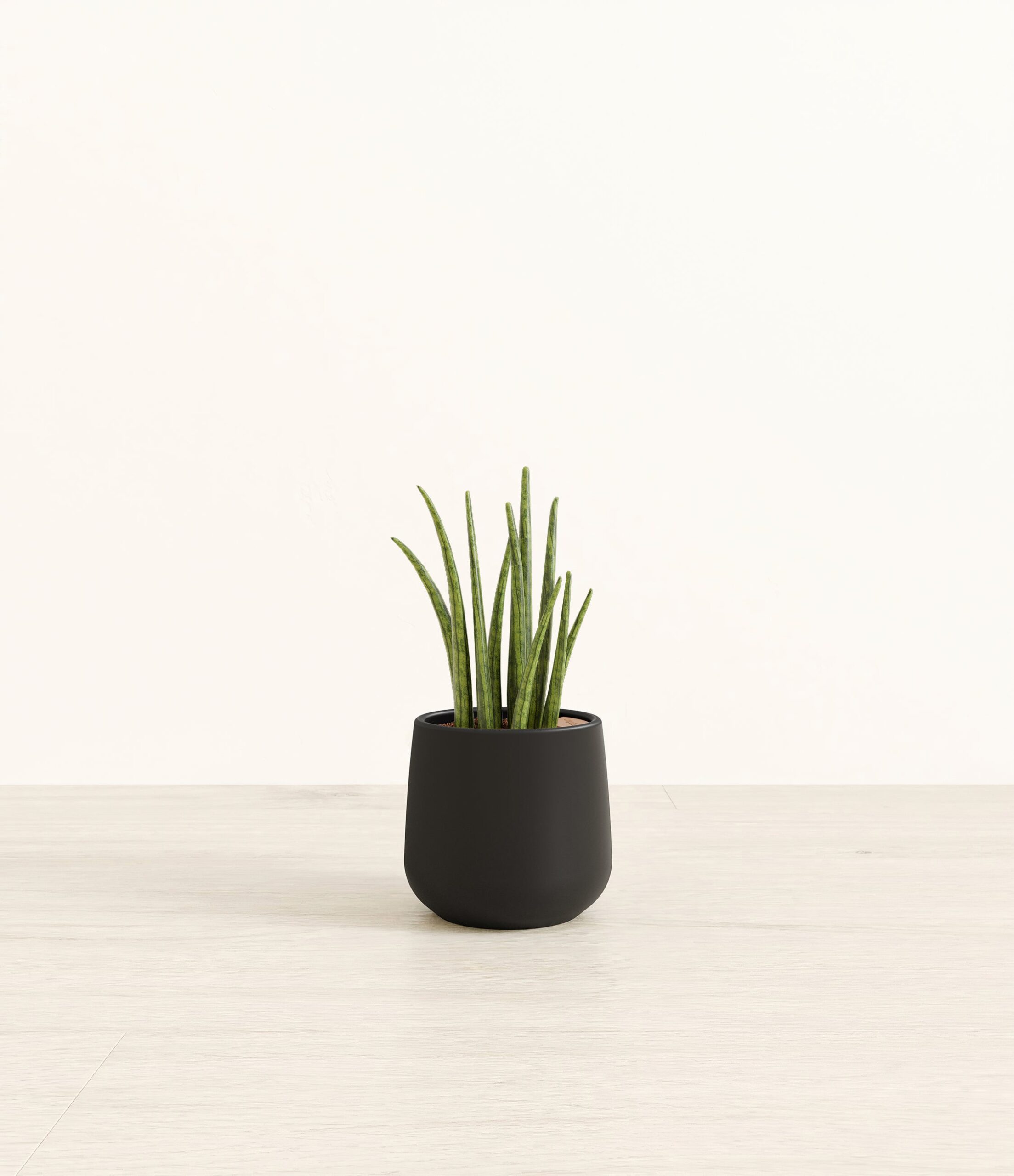 SansevieriaCylindricaAmber_small_black.jpg