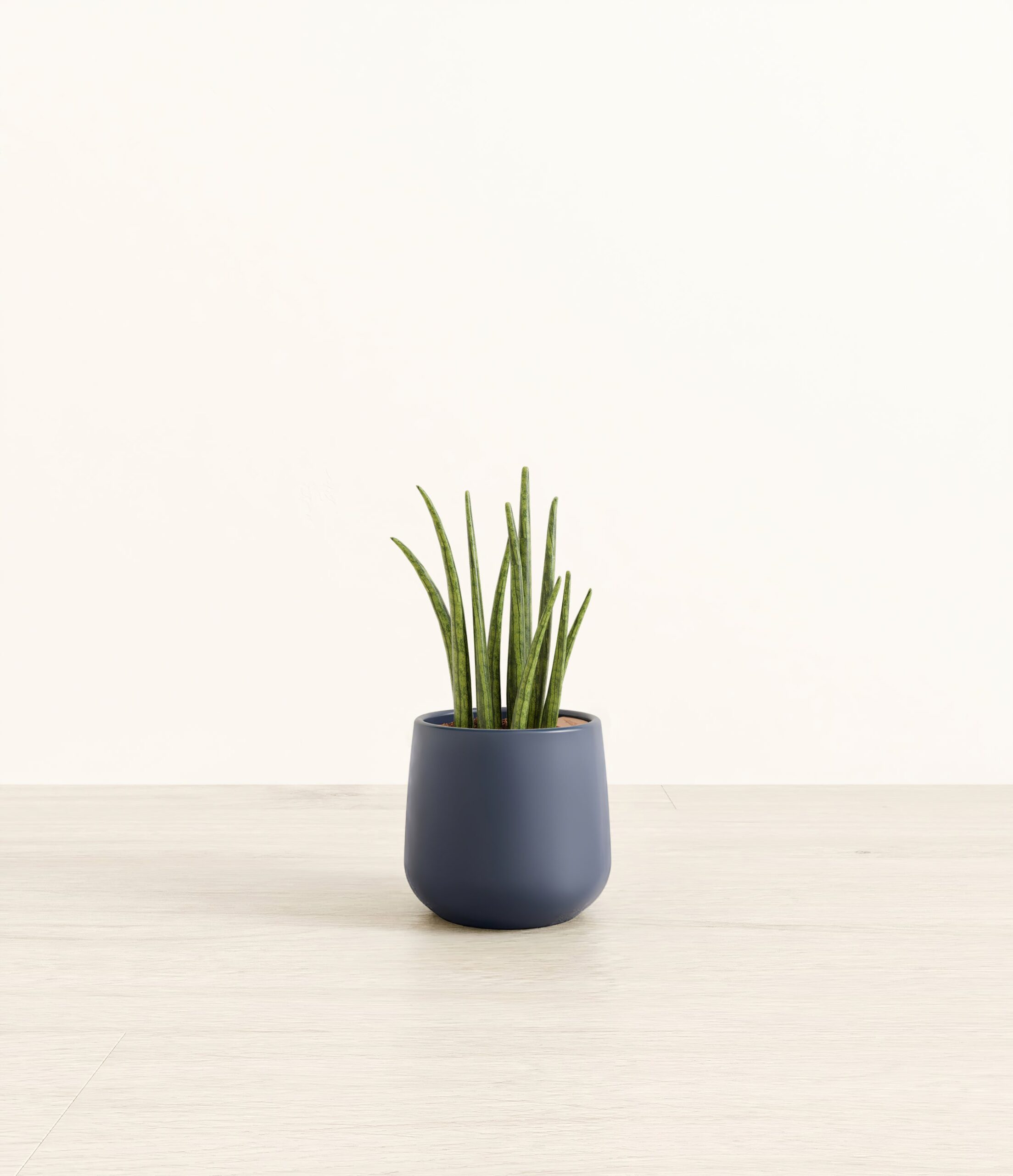 SansevieriaCylindricaAmber_small_blue.jpg