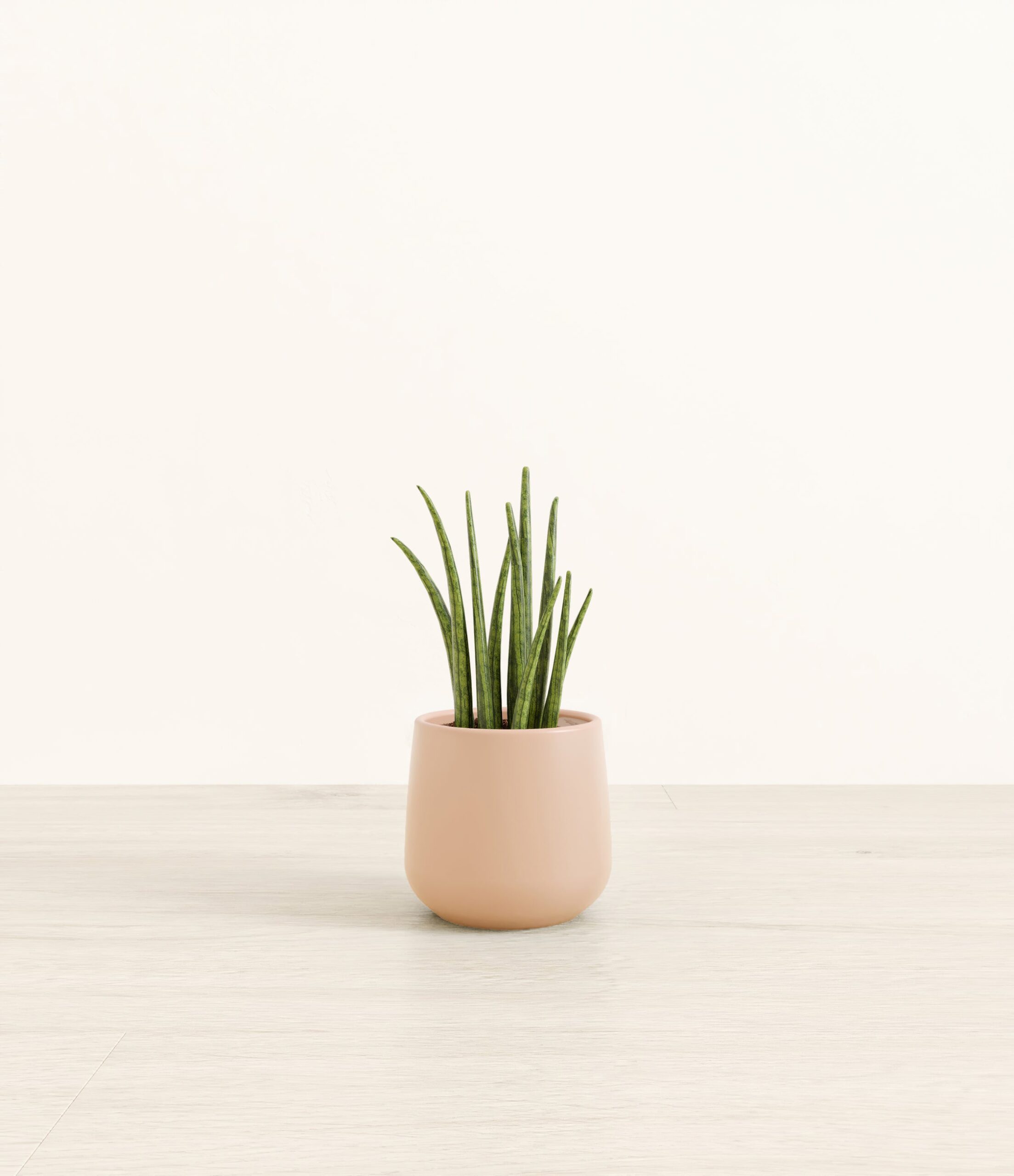 SansevieriaCylindricaAmber_small_light_pink.jpg