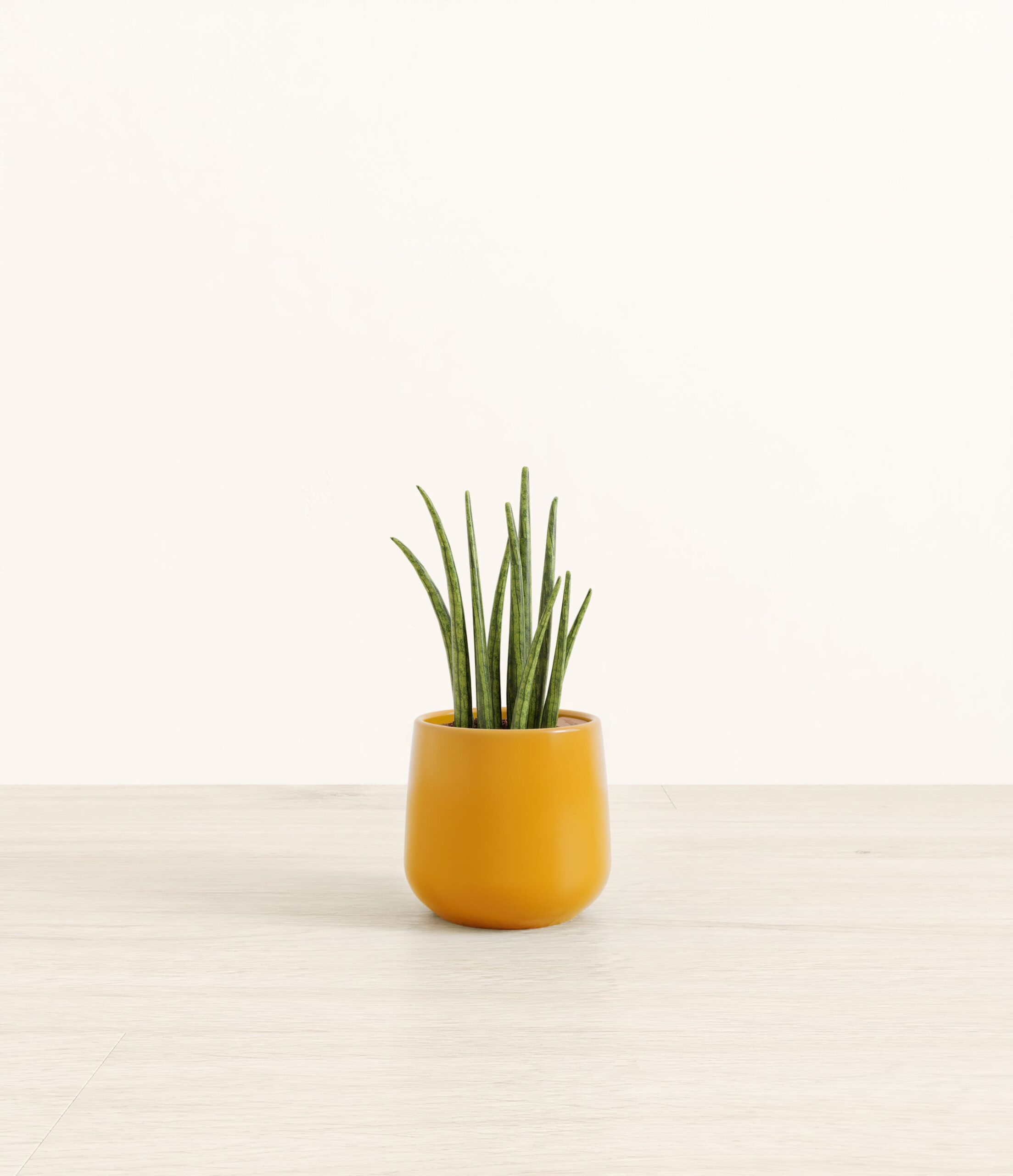 SansevieriaCylindricaAmber_small_mustard_yellow.jpg