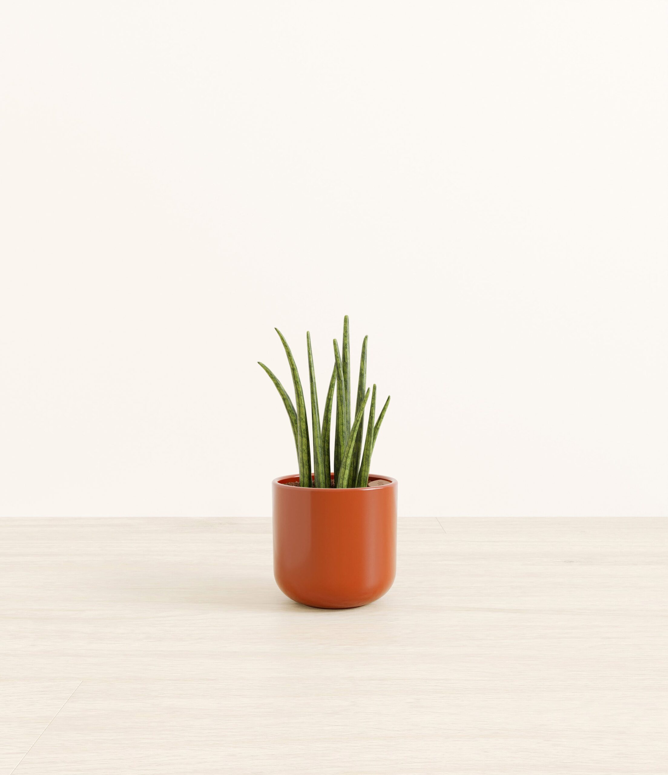 SansevieriaCylindricaSmall_Earth_Red.jpg