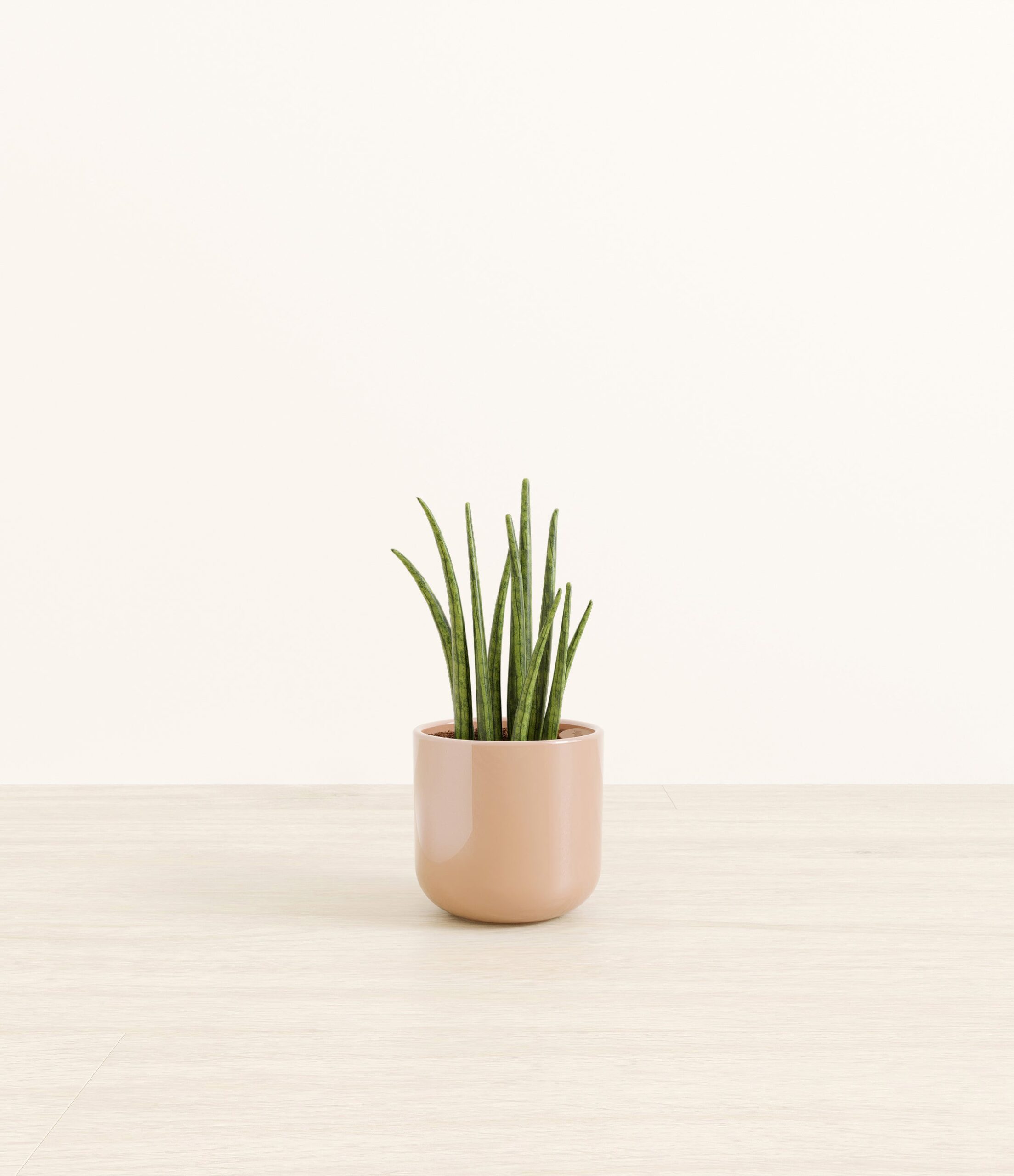SansevieriaCylindricaSmall_Glossy_Blush.jpg
