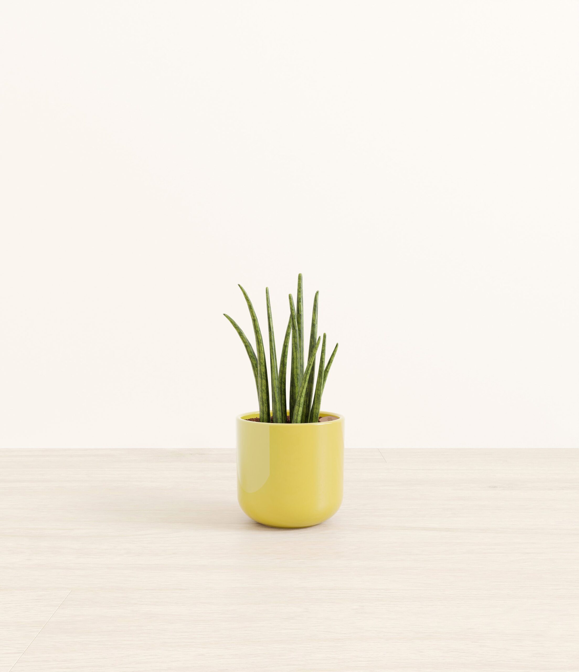 SansevieriaCylindricaSmall_Key-lime_Yellow.jpg