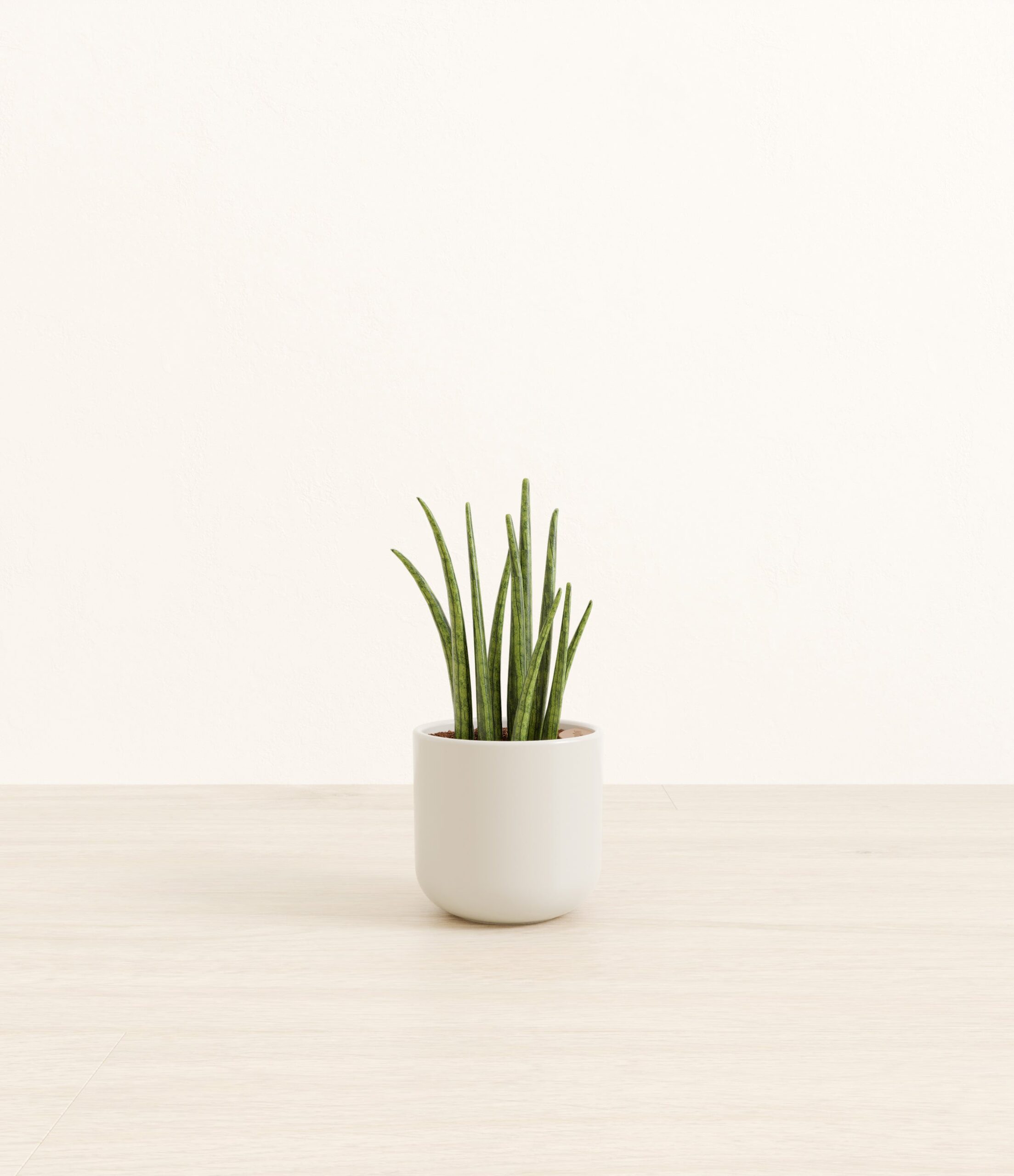 SansevieriaCylindricaSmall_Natural_Bamboo.jpg