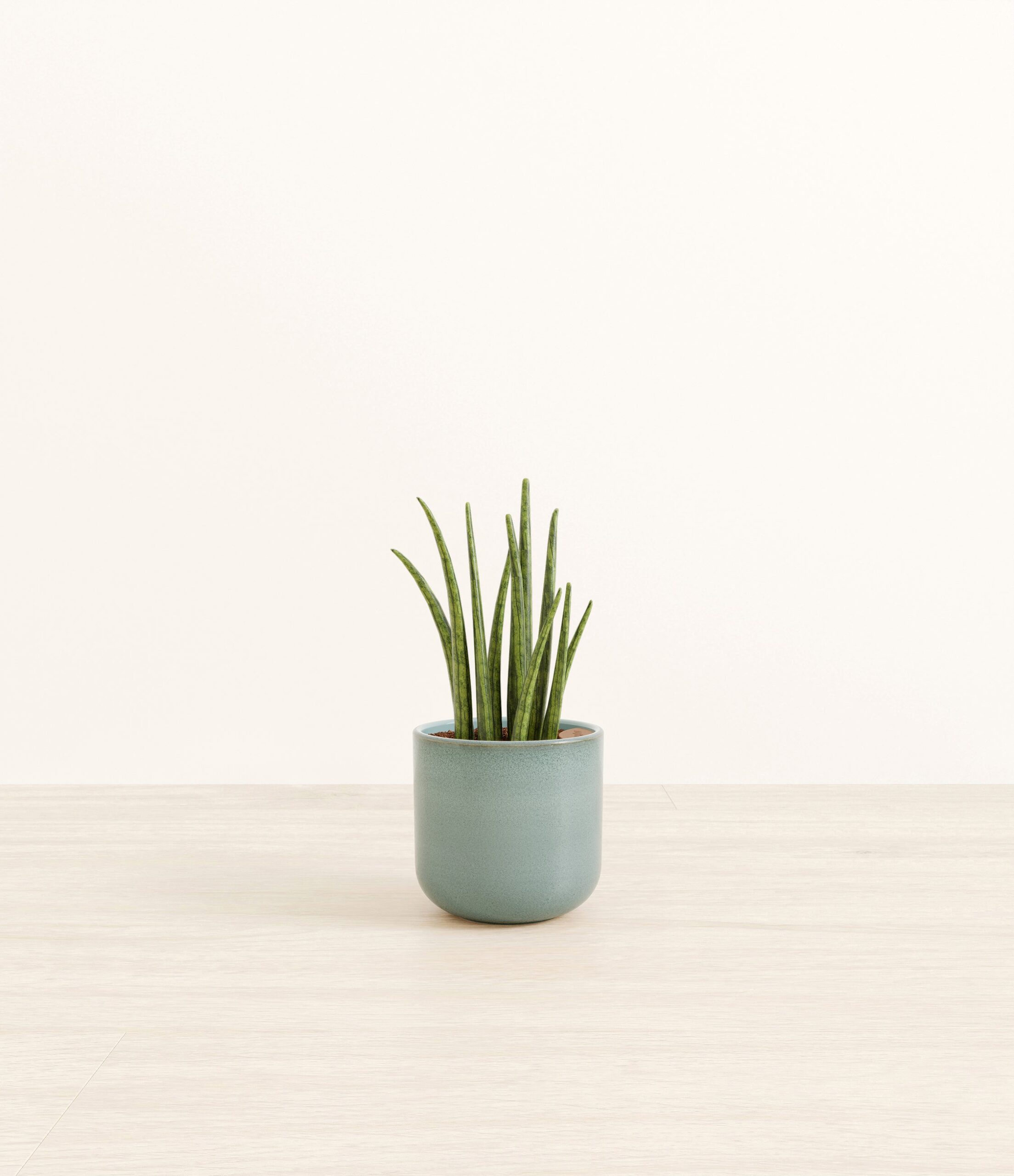 SansevieriaCylindricaSmall_Reactive_Aqua.jpg