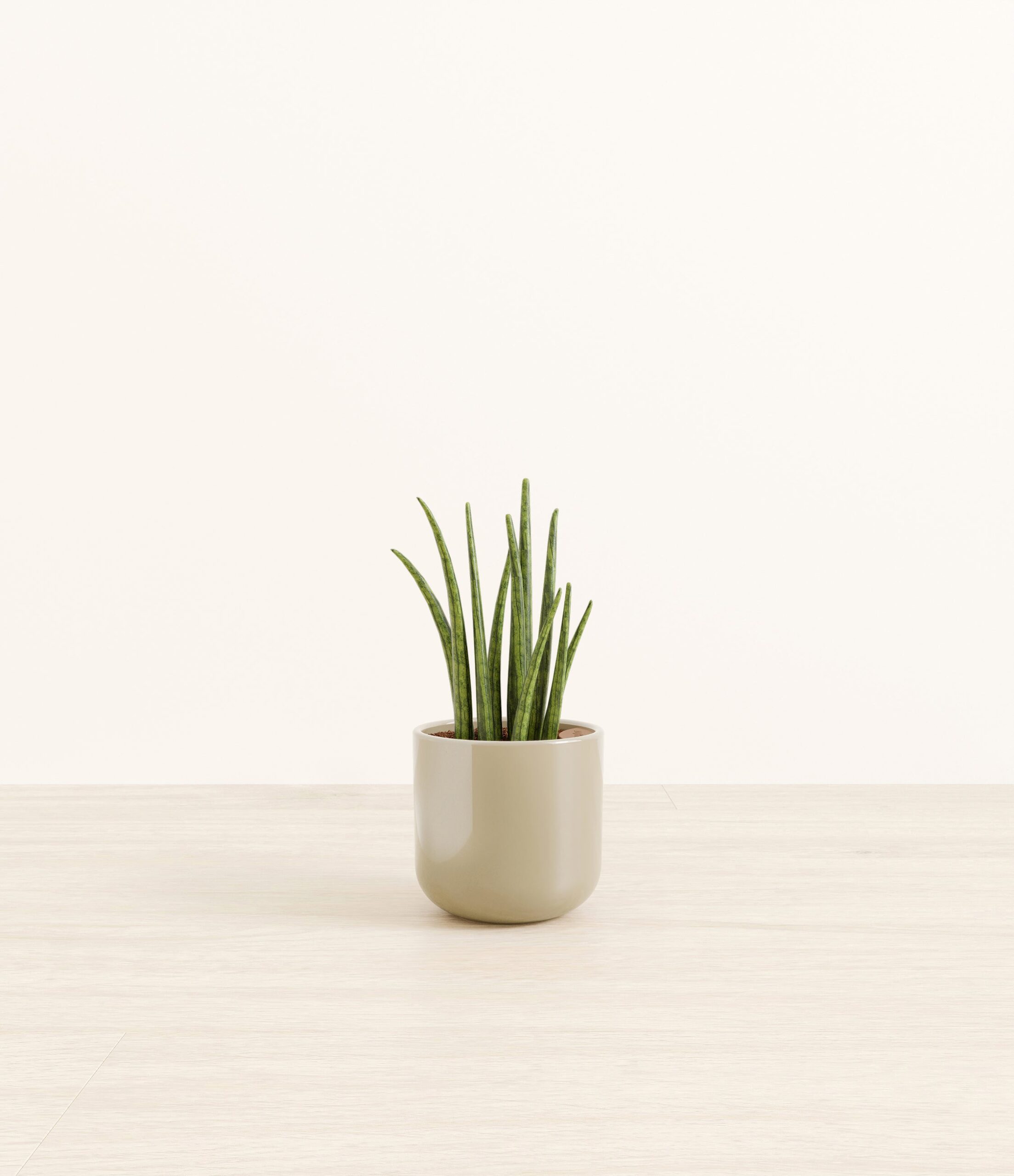 SansevieriaCylindricaSmall_Sage_Green.jpg