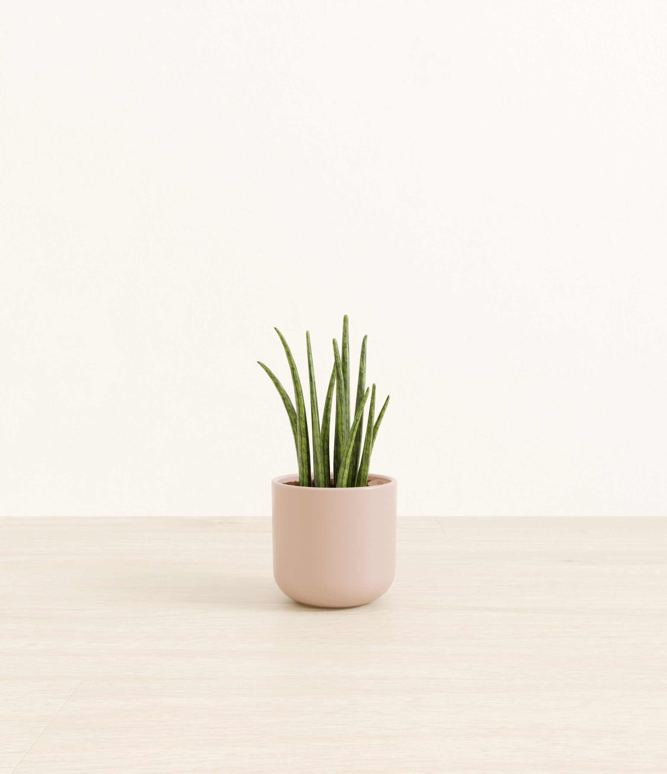 SansevieriaCylindricaSmall_Sandy_Pink.jpg