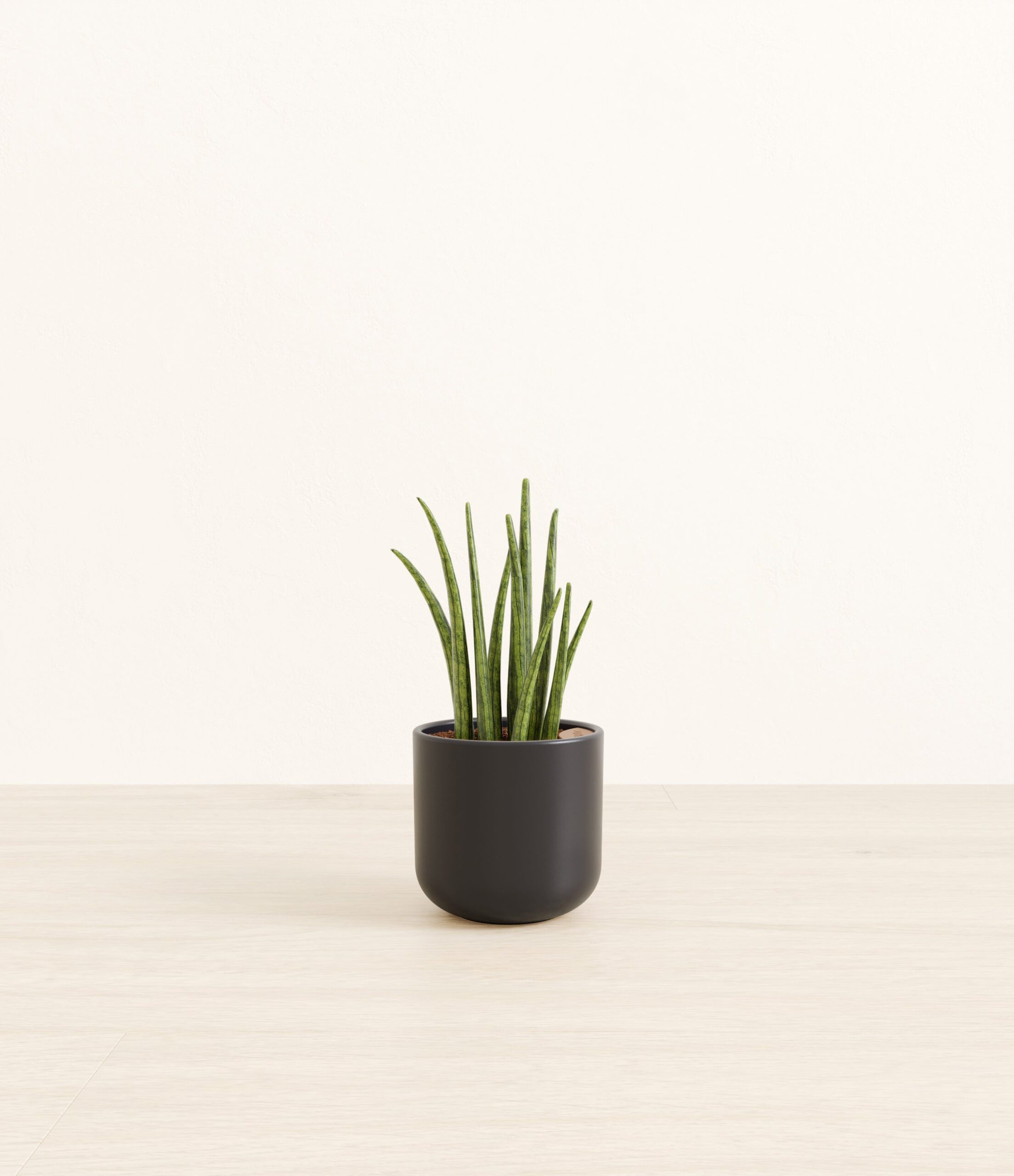 SansevieriaCylindricaSmall_Stone_Black.jpg