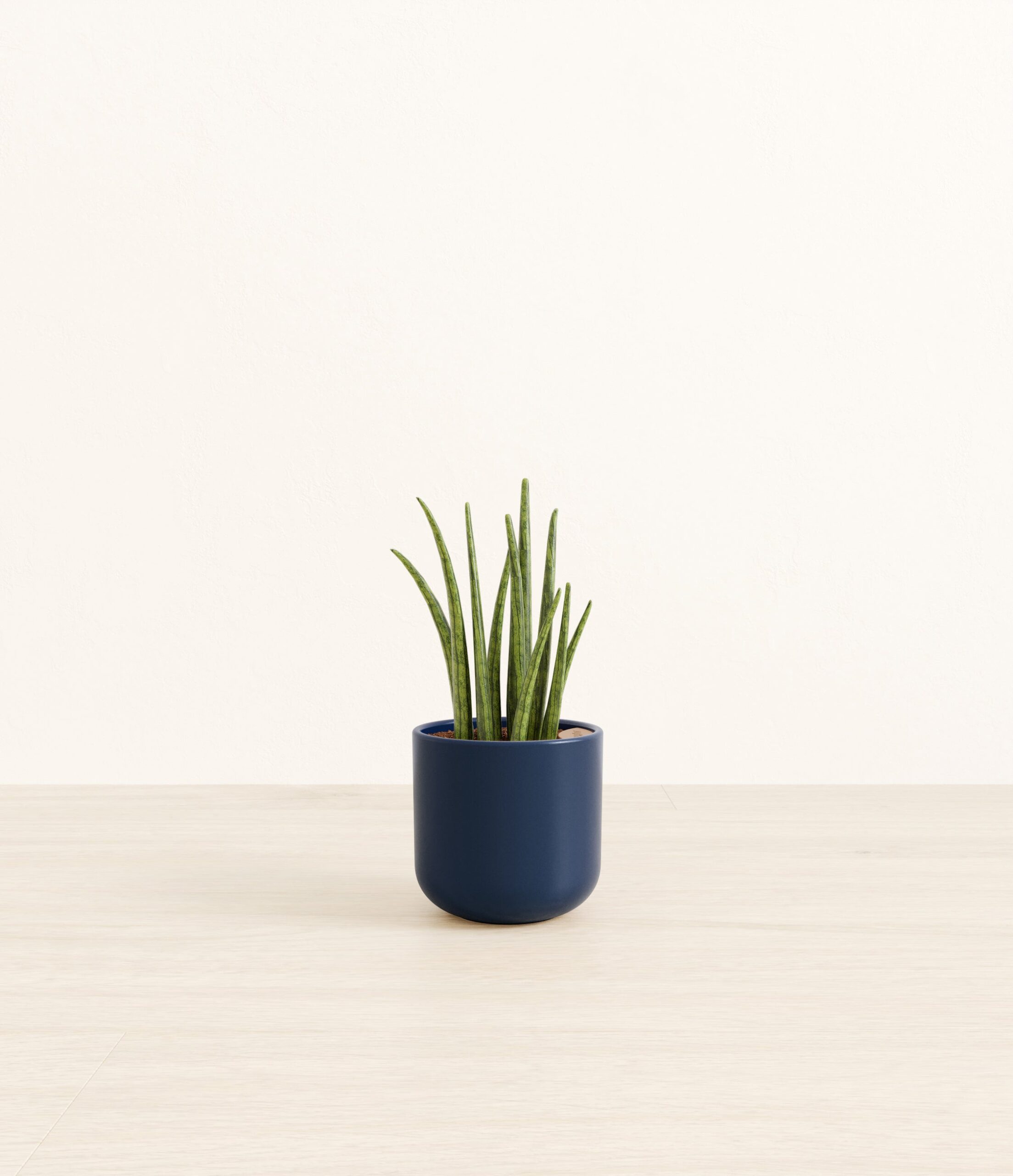 SansevieriaCylindricaSmall_Twilight_Blue.jpg