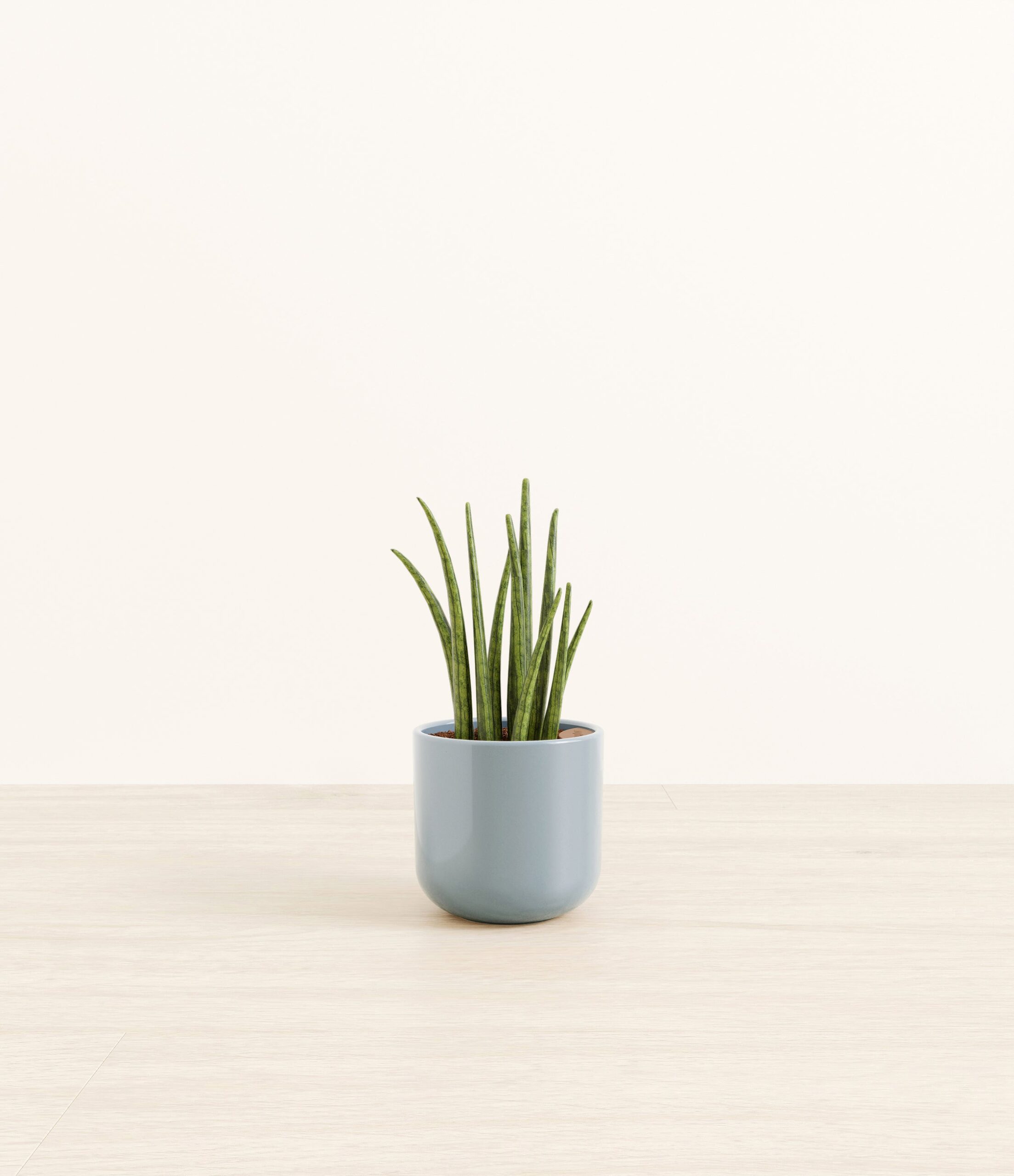 SansevieriaCylindricaSmall_misty_Blue.jpg