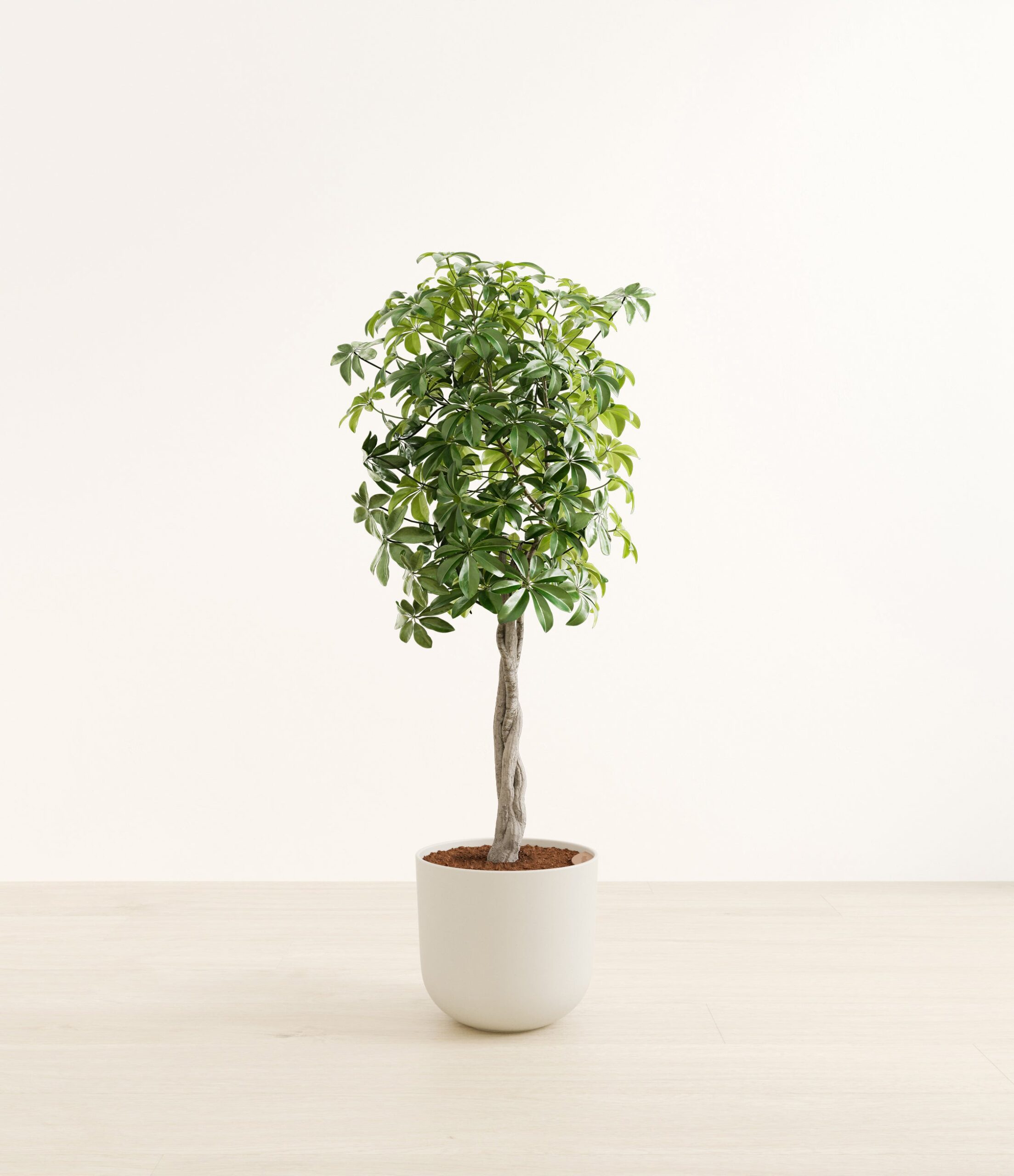ScheffleraTreeFormHuge_Natural_Bamboo.jpg