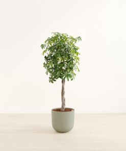 Schefflera Tree - Huge Agatha