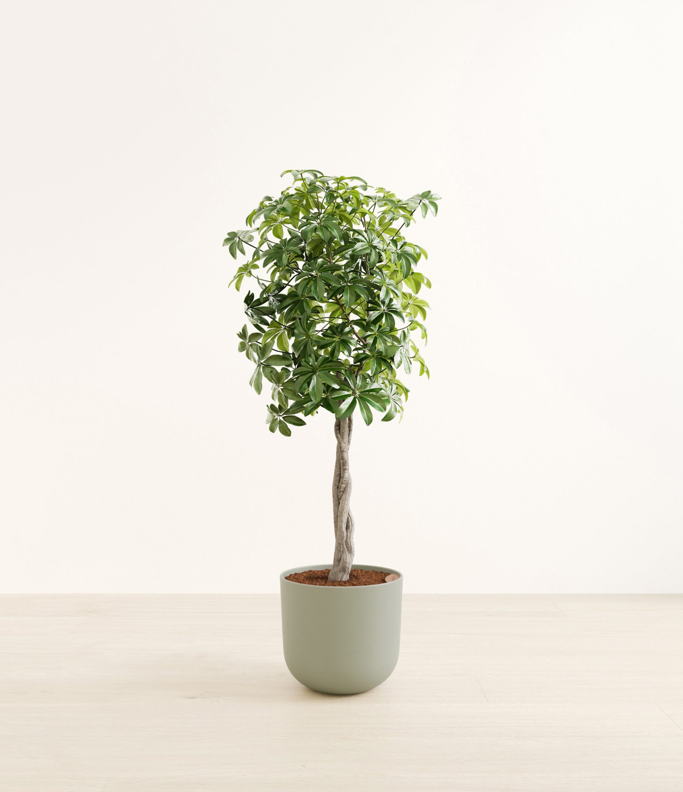 ScheffleraTreeFormHuge_Sage_Green.jpg