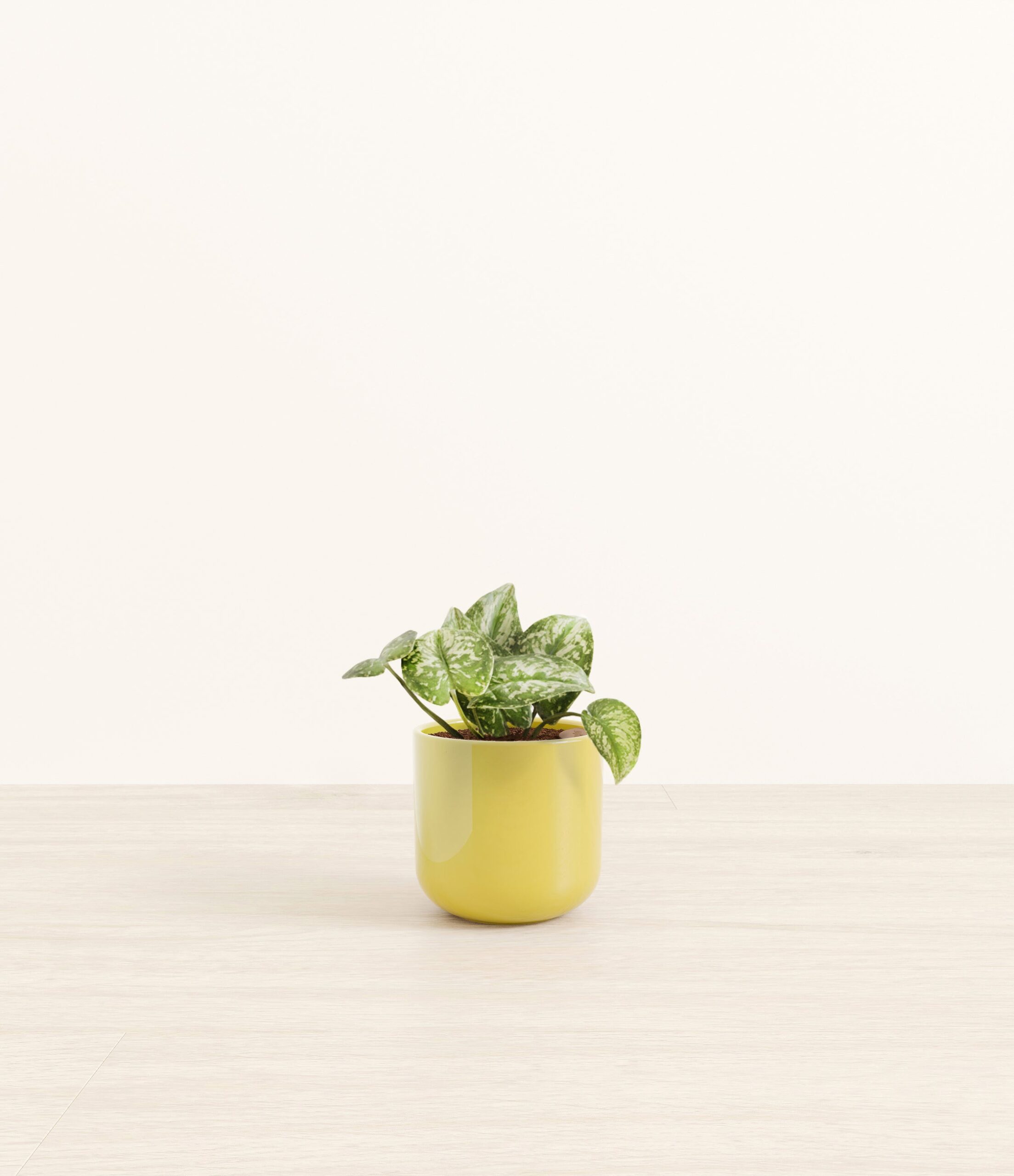 SilverPothosSmall_Key-lime_Yellow.jpg