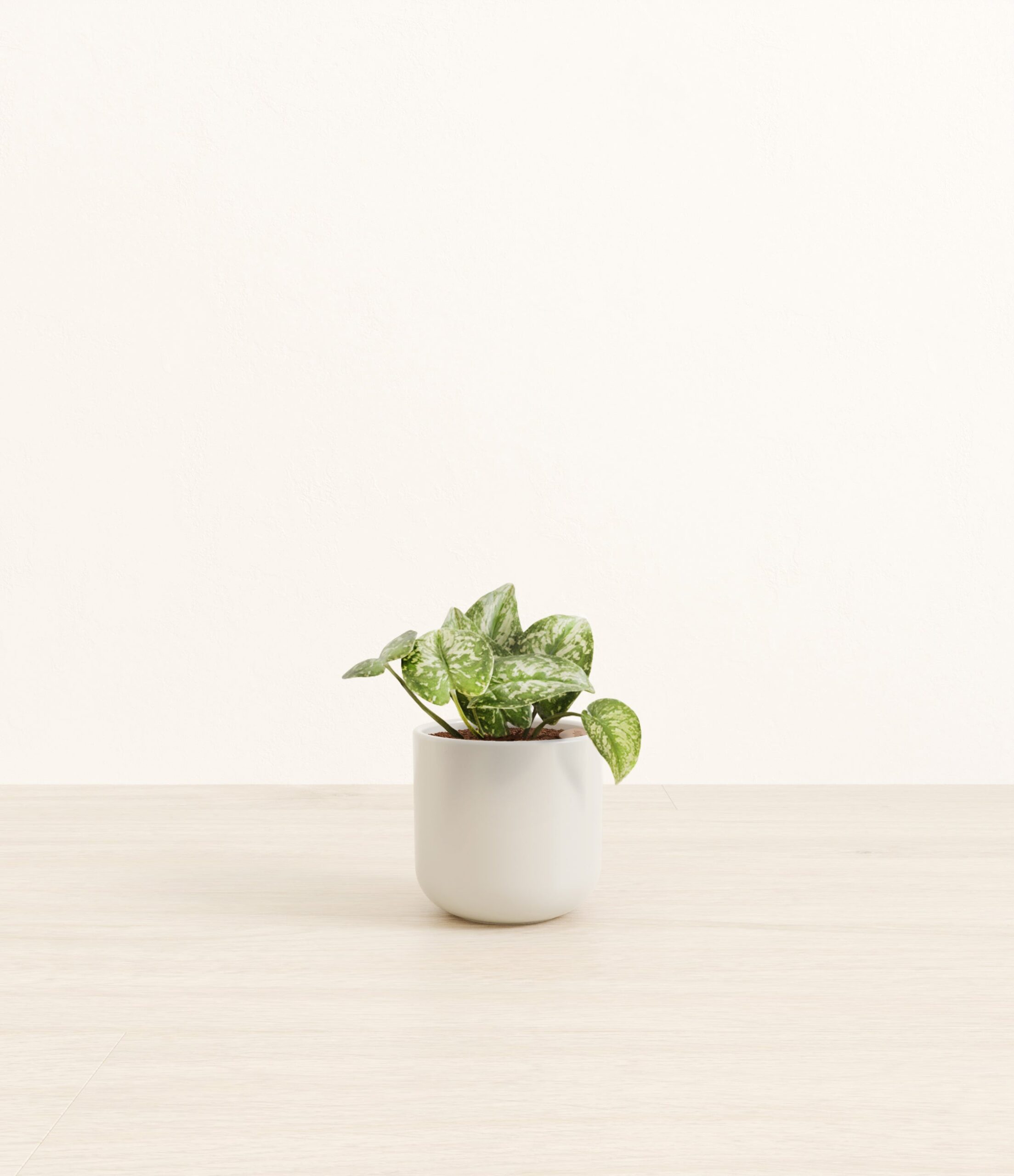 SilverPothosSmall_Natural_Bamboo.jpg