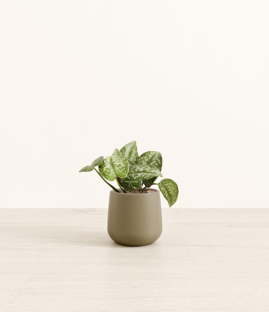 Silver_Pothos_Amber_small_army_green.jpg
