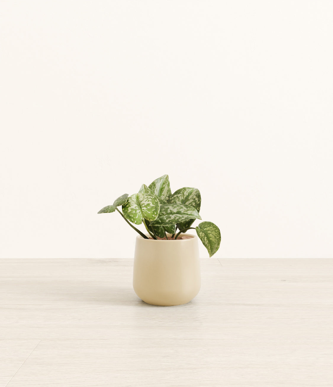 Silver_Pothos_Amber_small_beige.jpg