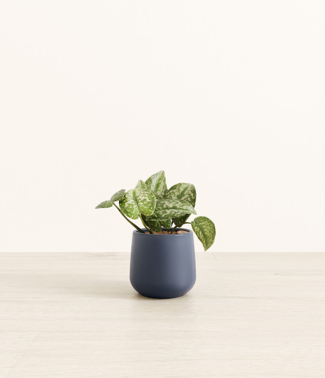 Silver_Pothos_Amber_small_blue.jpg