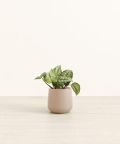 Silver Pothos - Small Amber