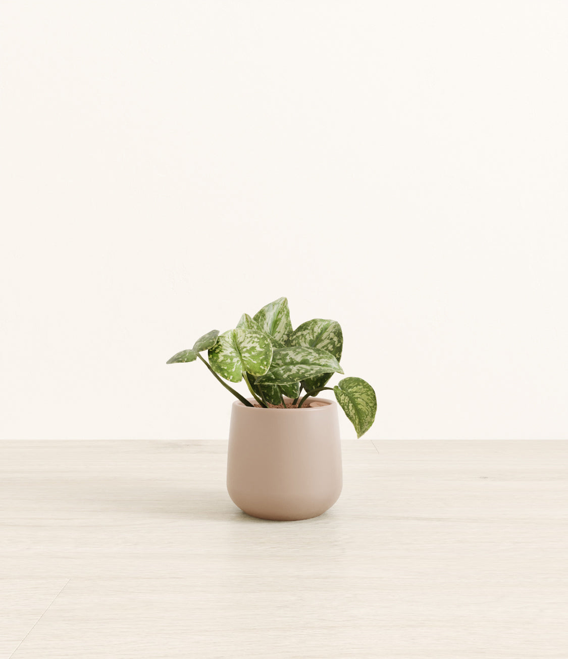Silver_Pothos_Amber_small_light_grey.jpg
