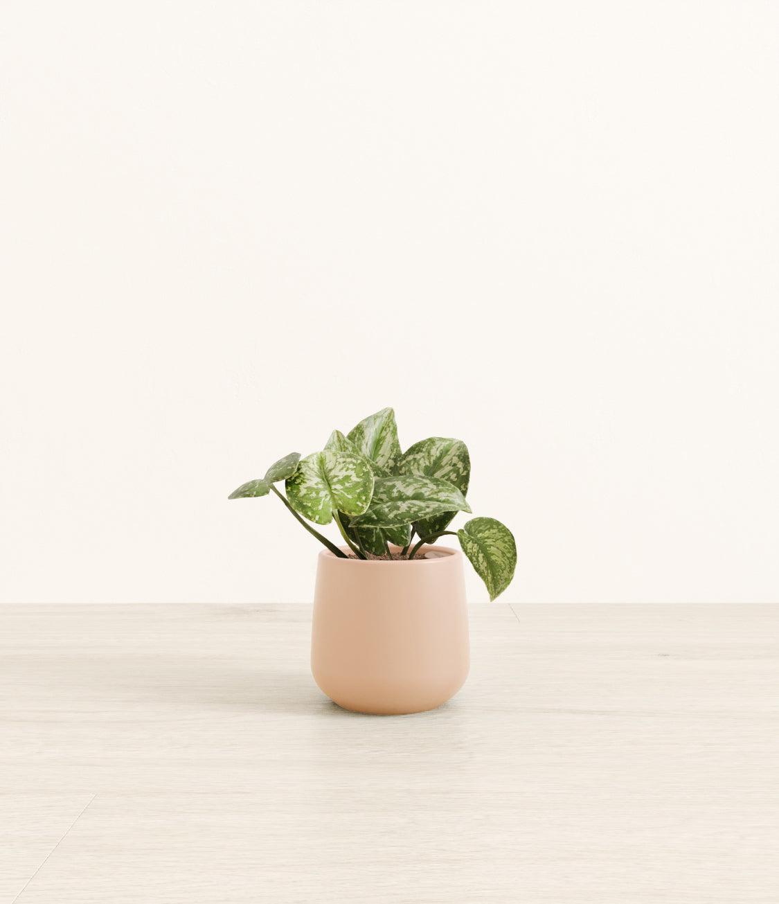 Silver_Pothos_Amber_small_light_pink.jpg