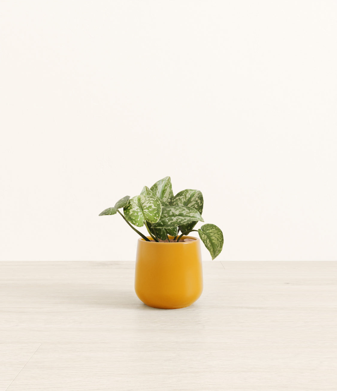 Silver_Pothos_Amber_small_mustard_yellow.jpg