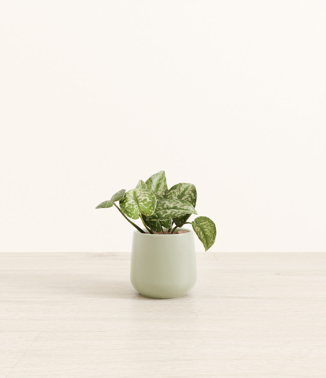 Silver_Pothos_Amber_small_ocean_light.jpg