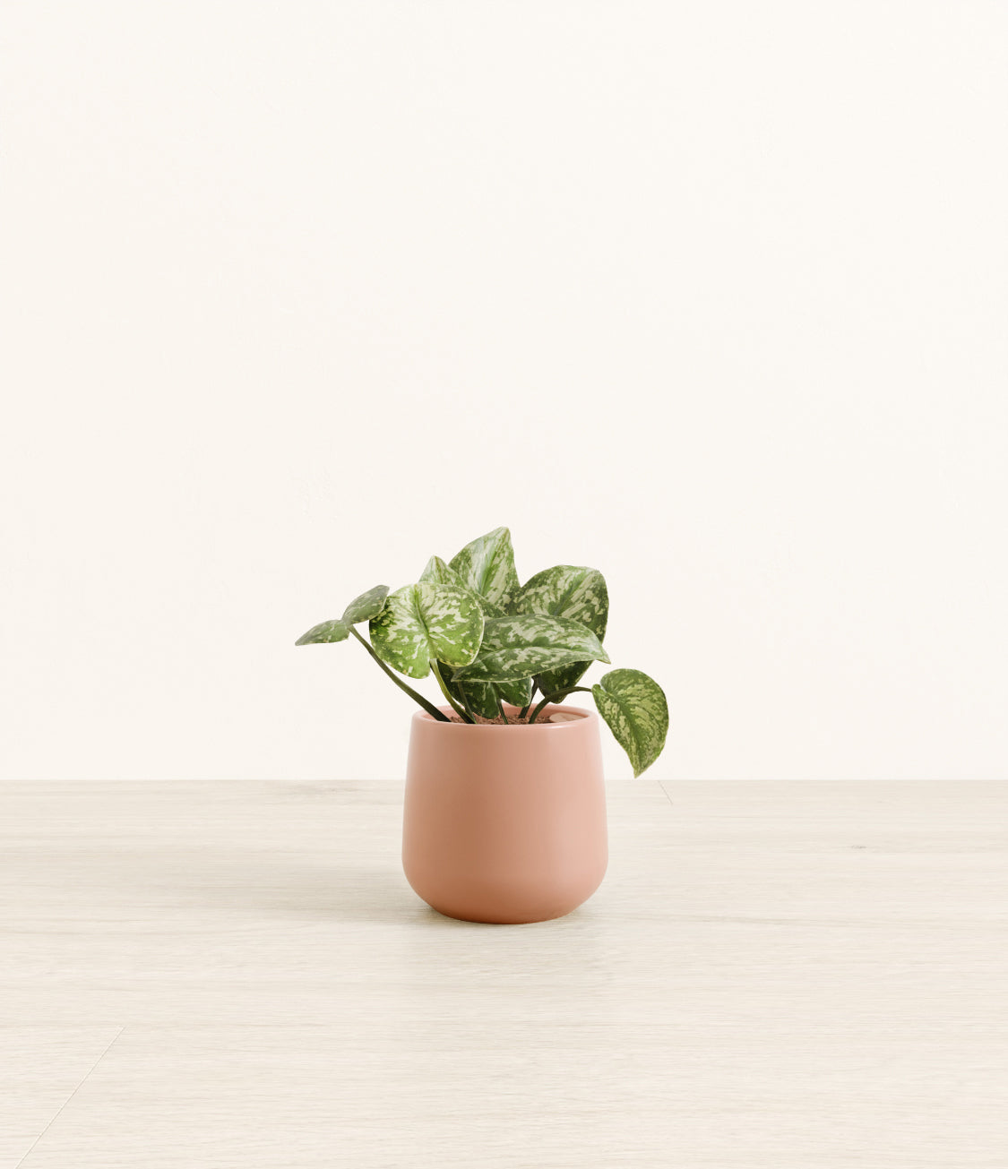 Silver_Pothos_Amber_small_old_rose.jpg