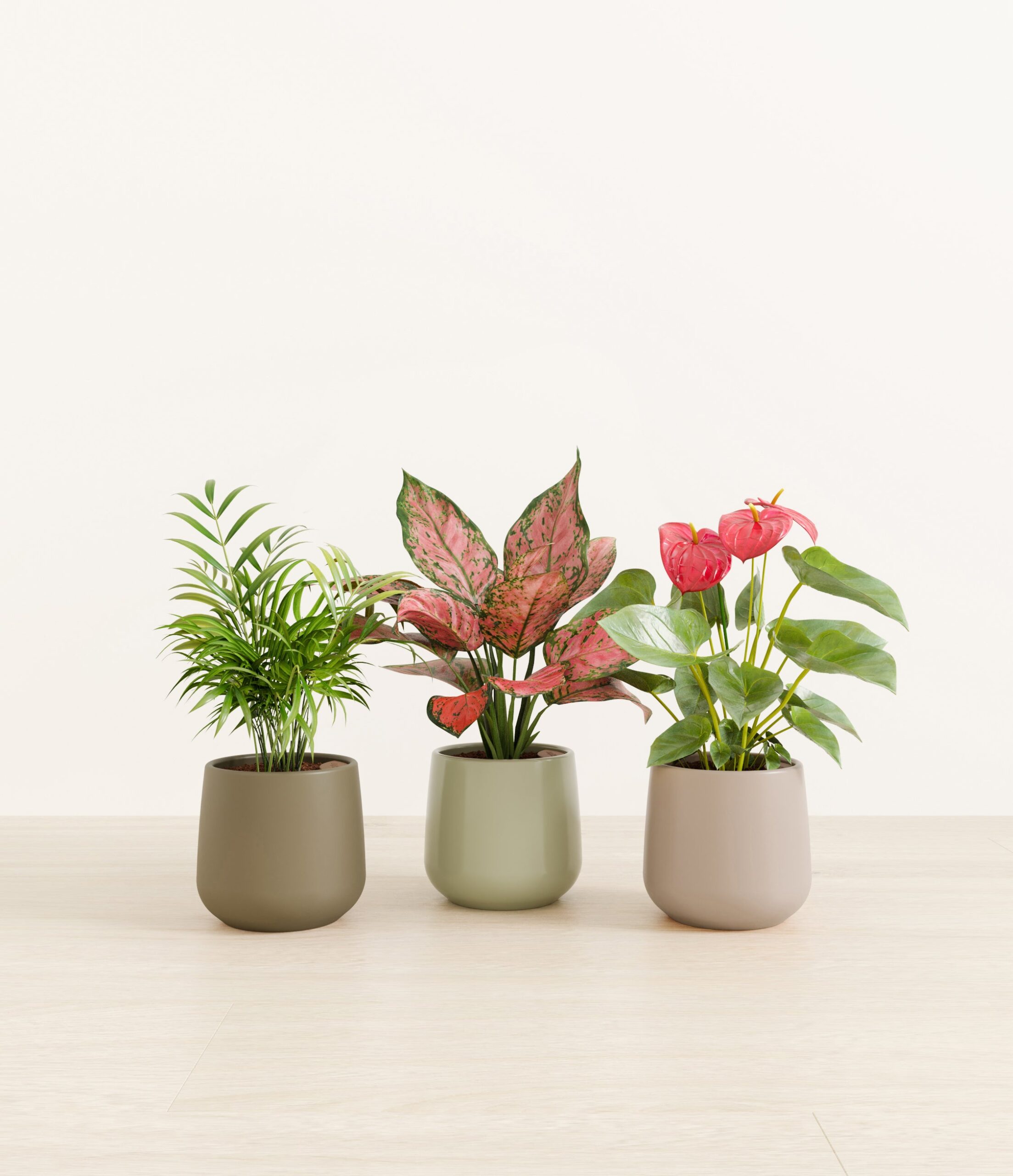 Thankful_Trio_studio_earthy_palette_54dd321c-77ac-463d-b65d-f0956ddf6c84.jpg