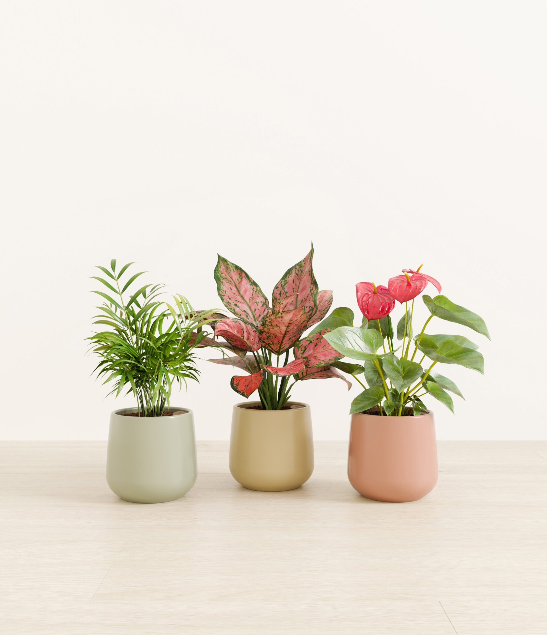 Thankful_Trio_studio_lily_pad_palette_72261be8-335e-4dd7-81eb-74766f3995b4.jpg