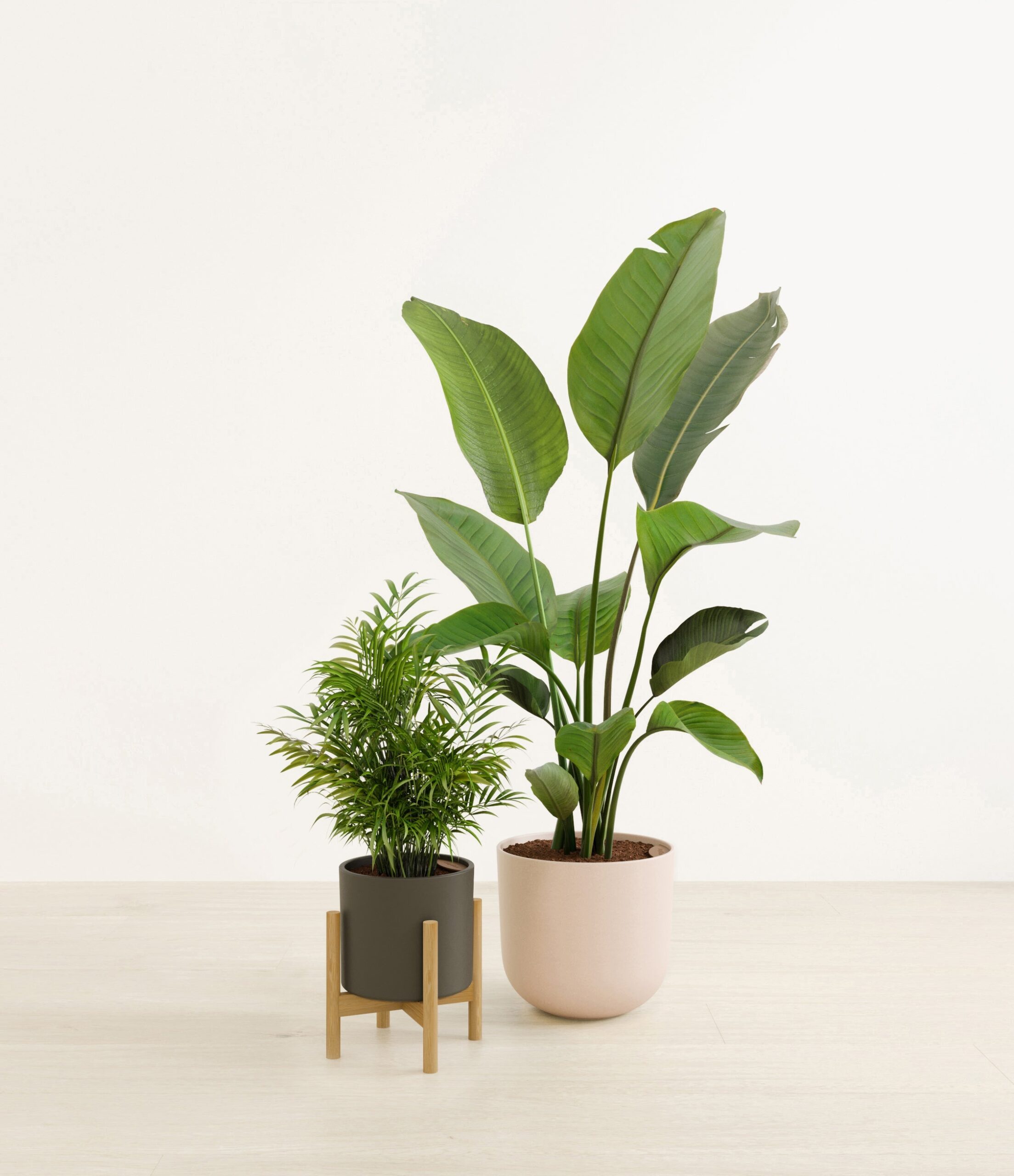 The_Dazzling_duo_The_Olive_Branch_Palette_1_stand_ffde4292-395e-4090-8e42-f35b00817f62.jpg
