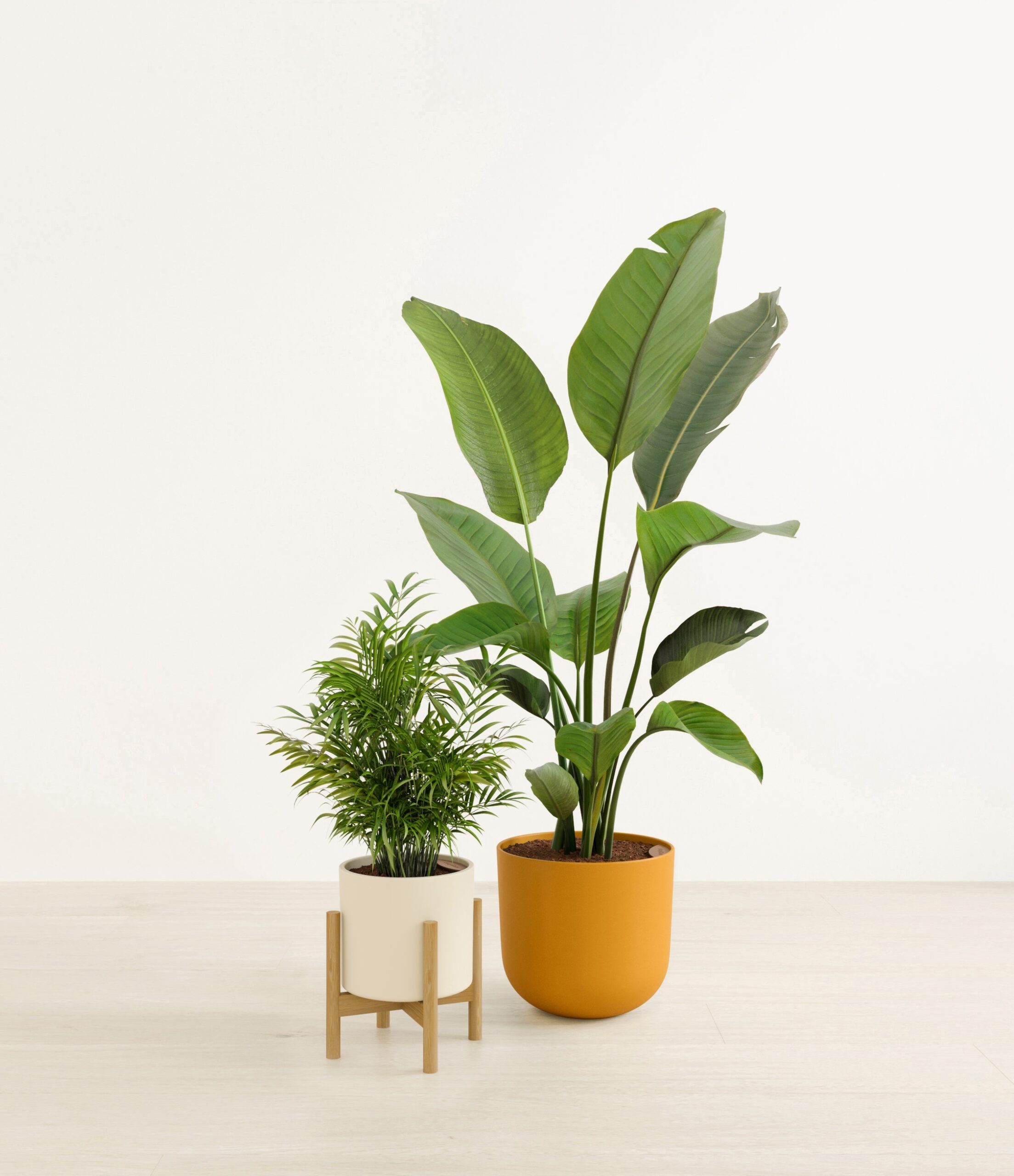 The_Dazzling_duo_The_Tiger_Lily_Palette_1_stand_263059e1-2485-479d-ad13-d9eeab7dc05d.jpg