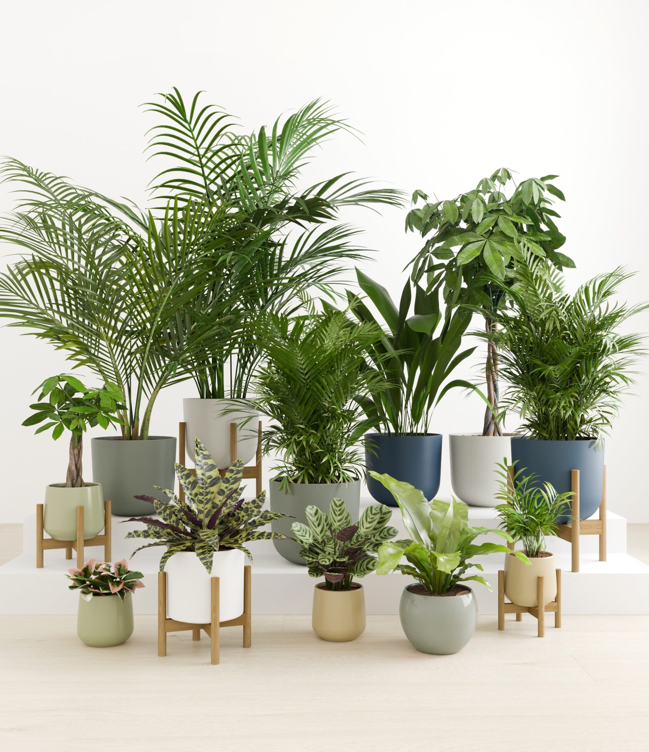 The_Exotic_Sanctuary_studio_earthy_5_stands.jpg
