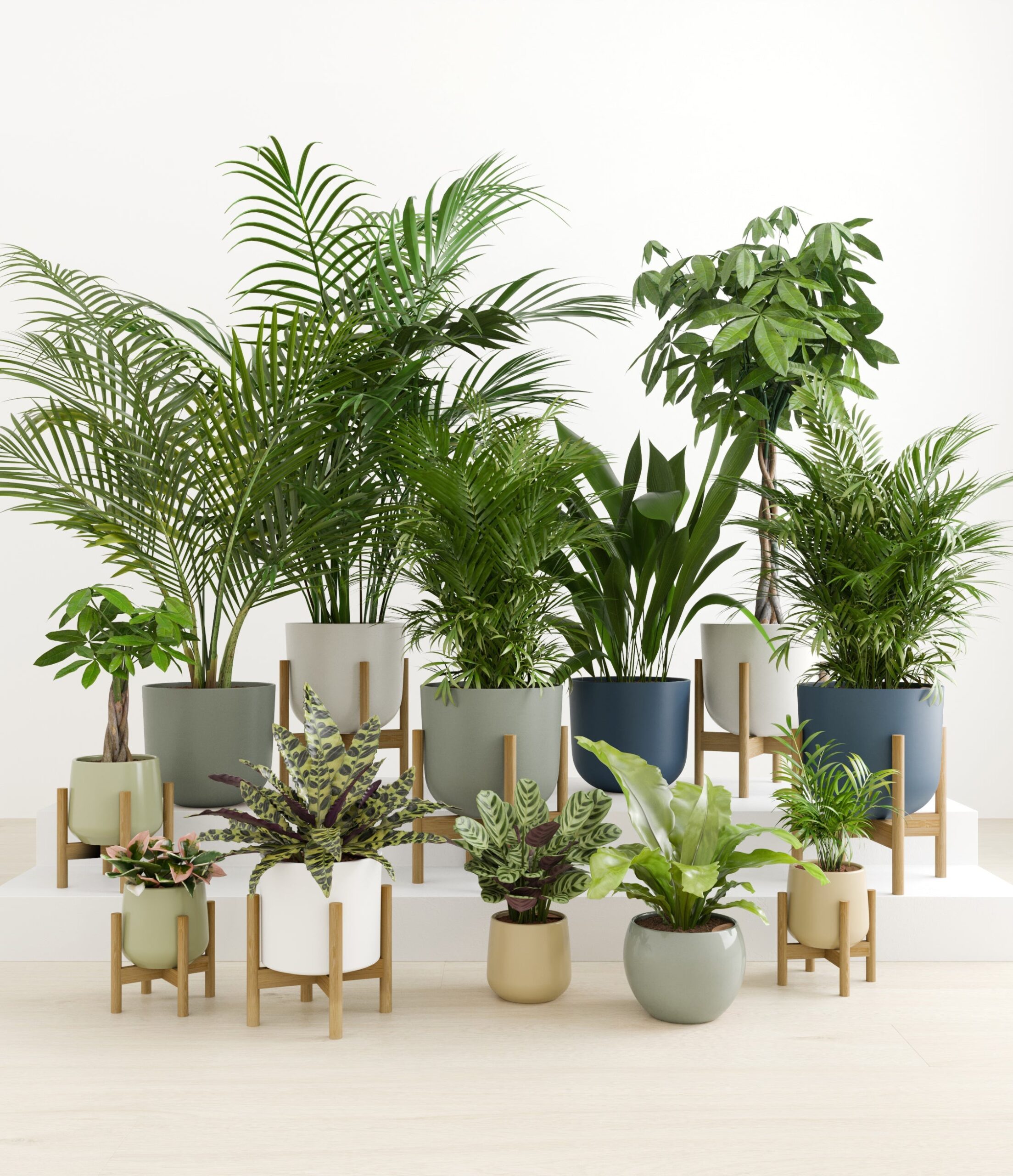 The_Exotic_Sanctuary_studio_earthy_8_stands.jpg