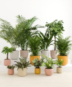 Exotic Sanctuary