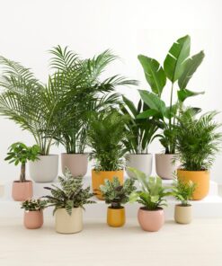 Exotic Sanctuary