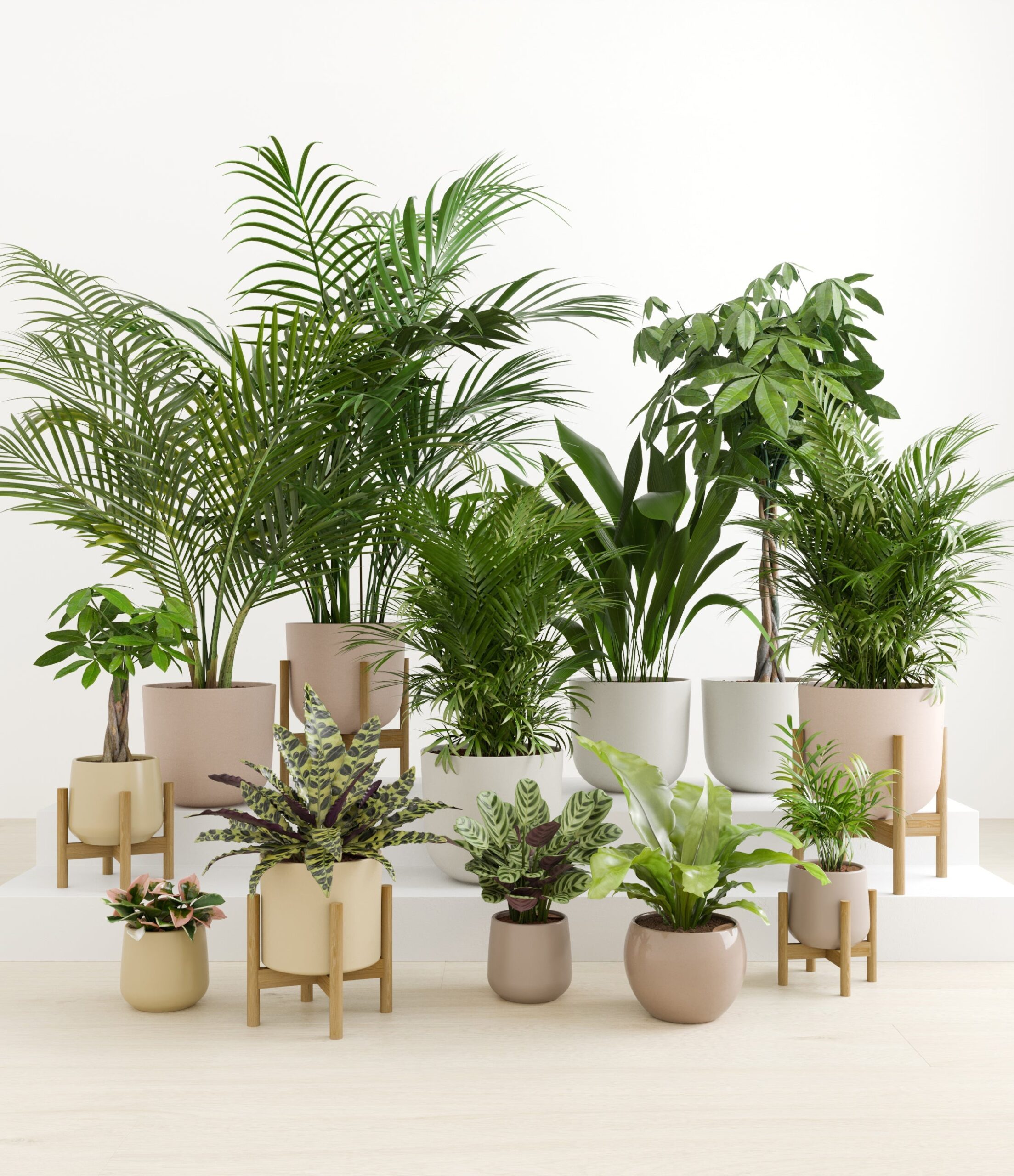 The_Exotic_Sanctuary_studio_sandy_5_stands.jpg