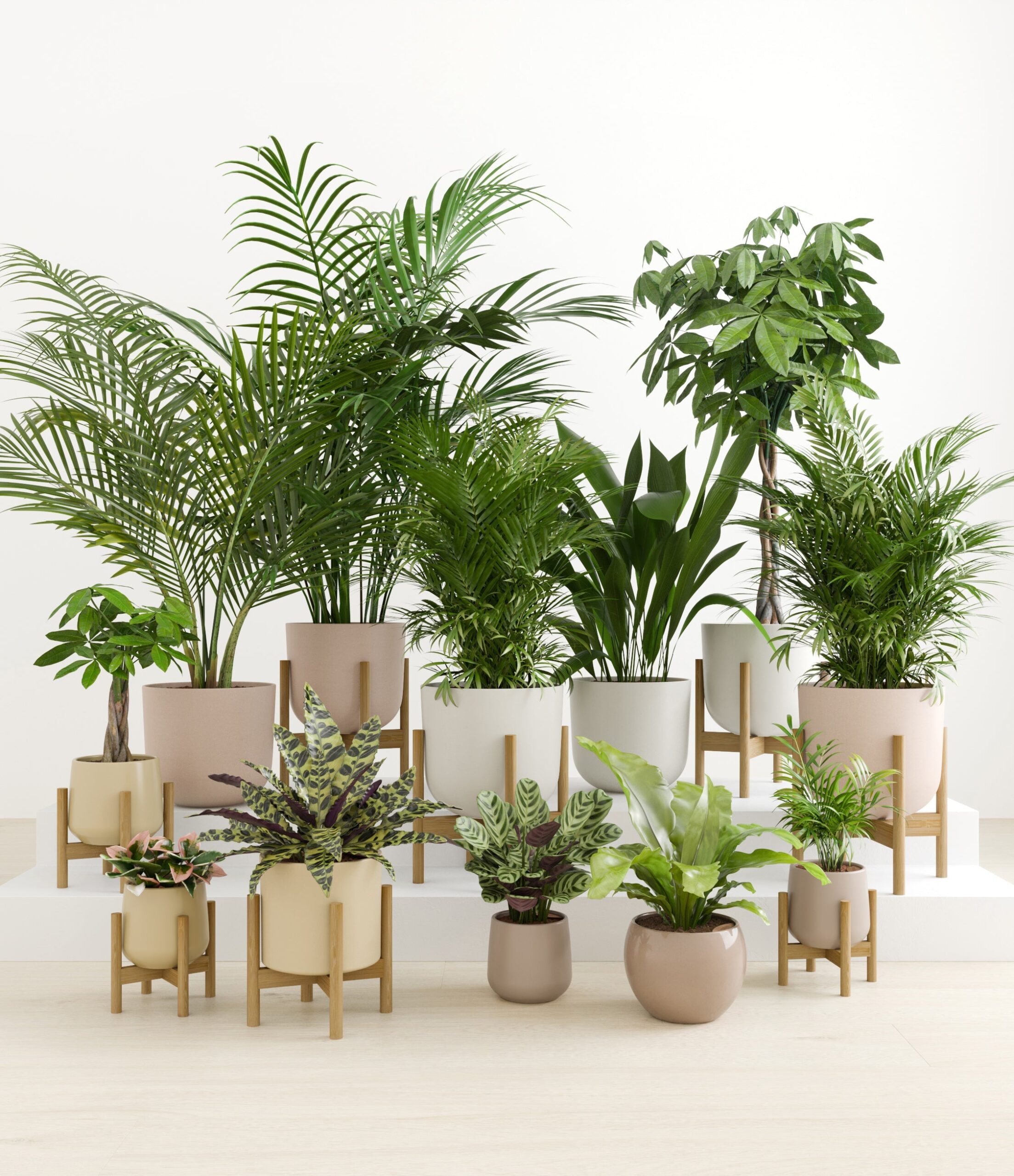 The_Exotic_Sanctuary_studio_sandy_8_stands.jpg