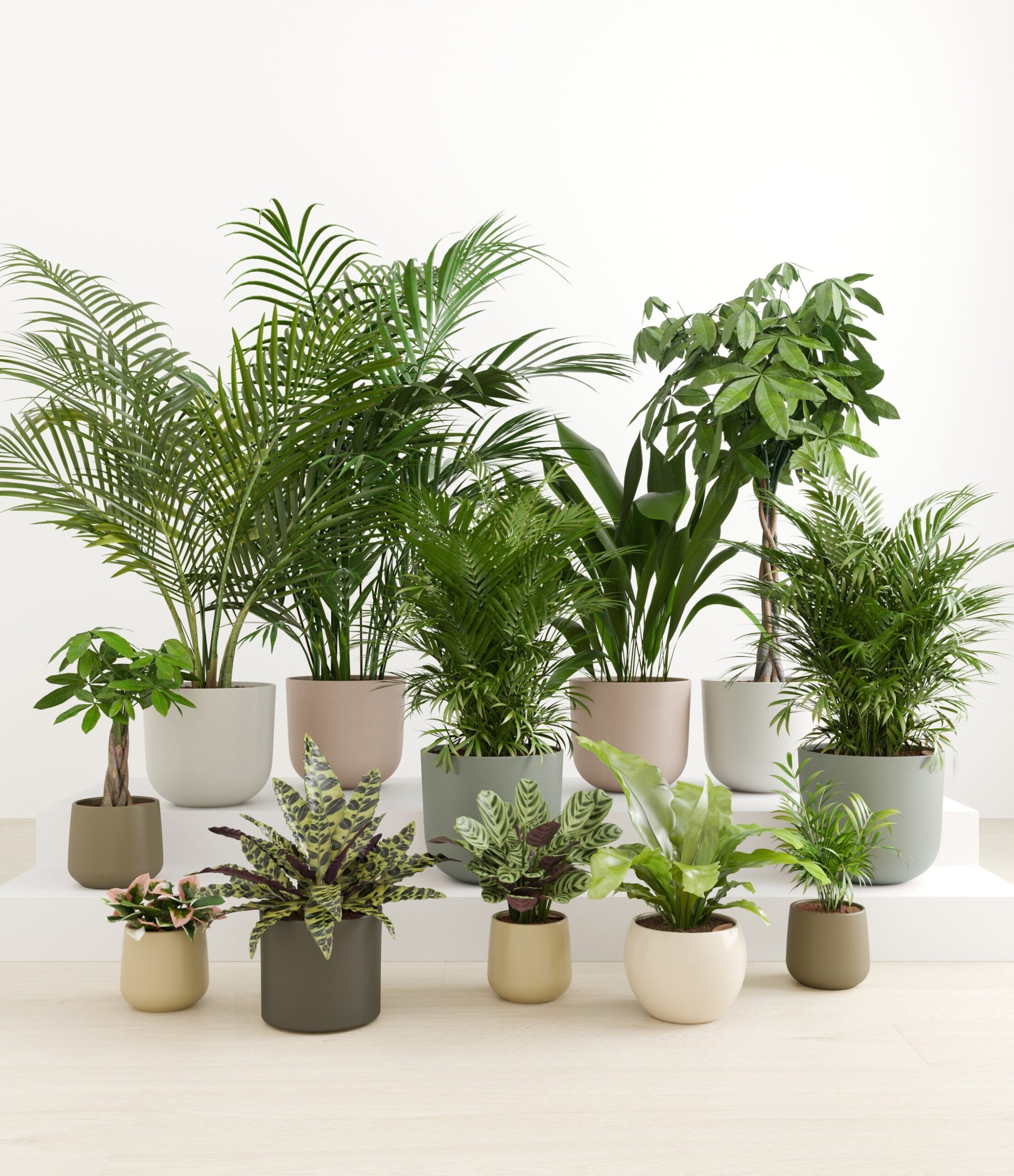 The_Exotic_Sanctuary_studio_woodland.jpg