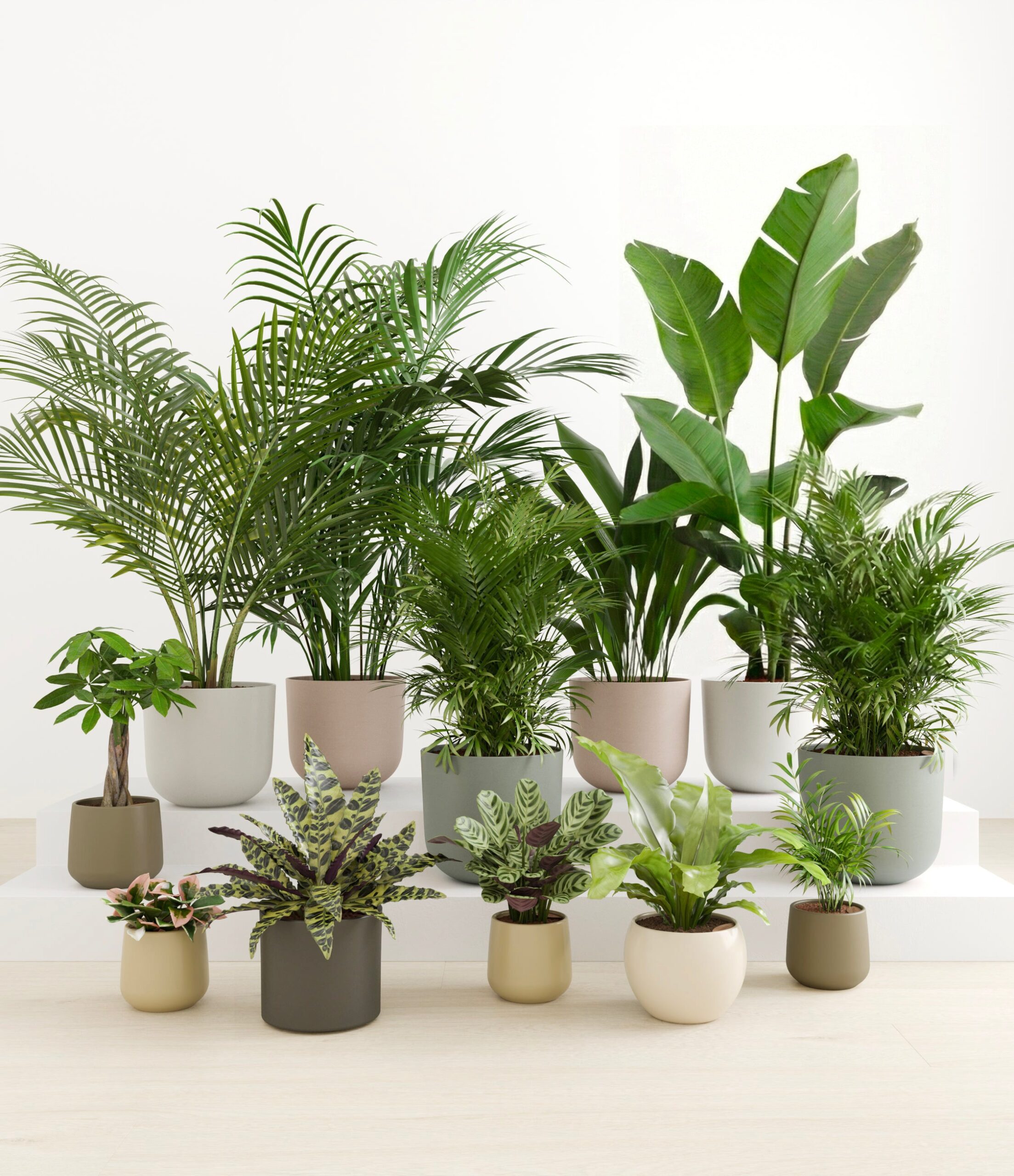 The_Exotic_Sanctuary_studio_woodland_1.jpg