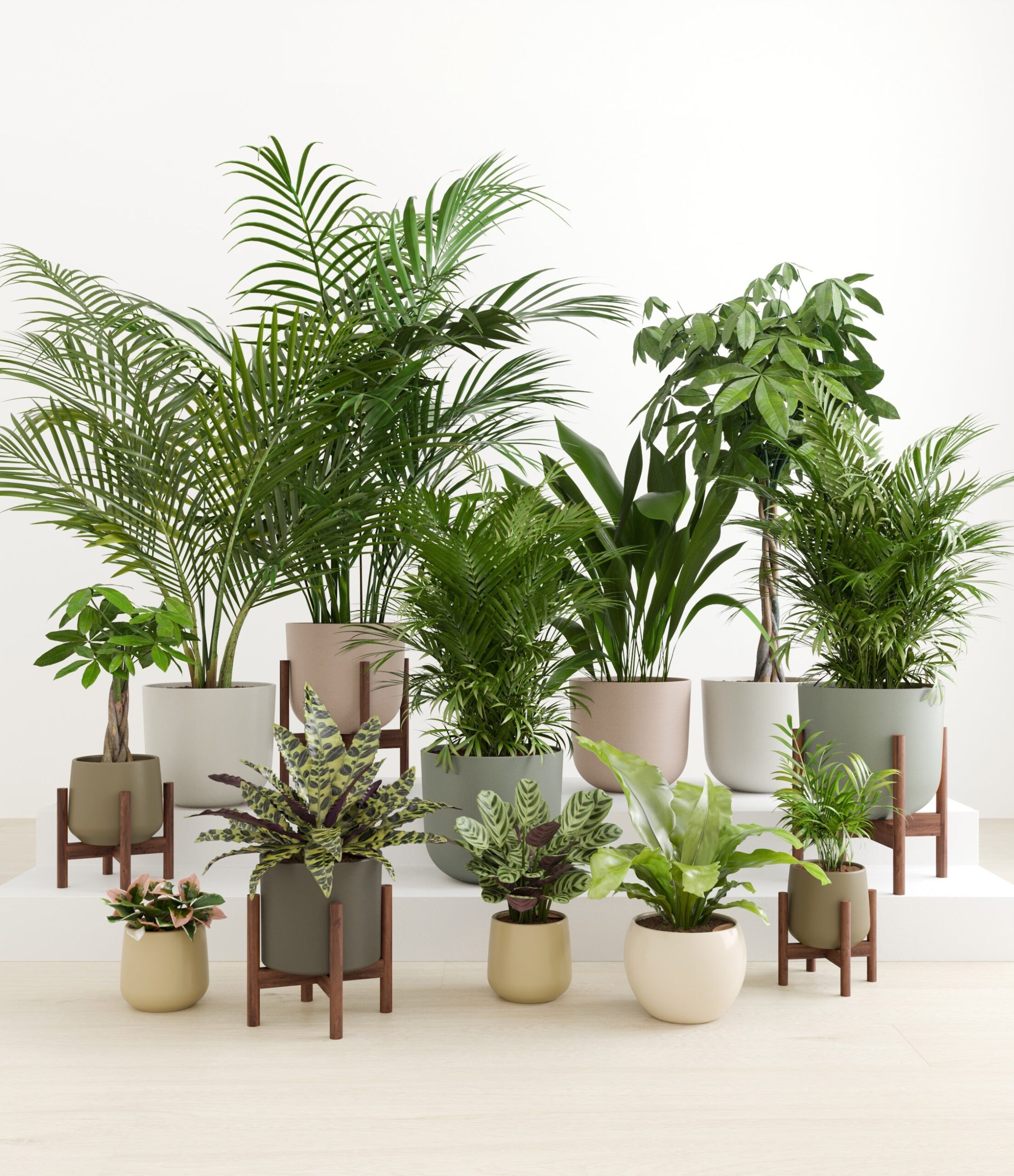 The_Exotic_Sanctuary_studio_woodland_5_stands.jpg