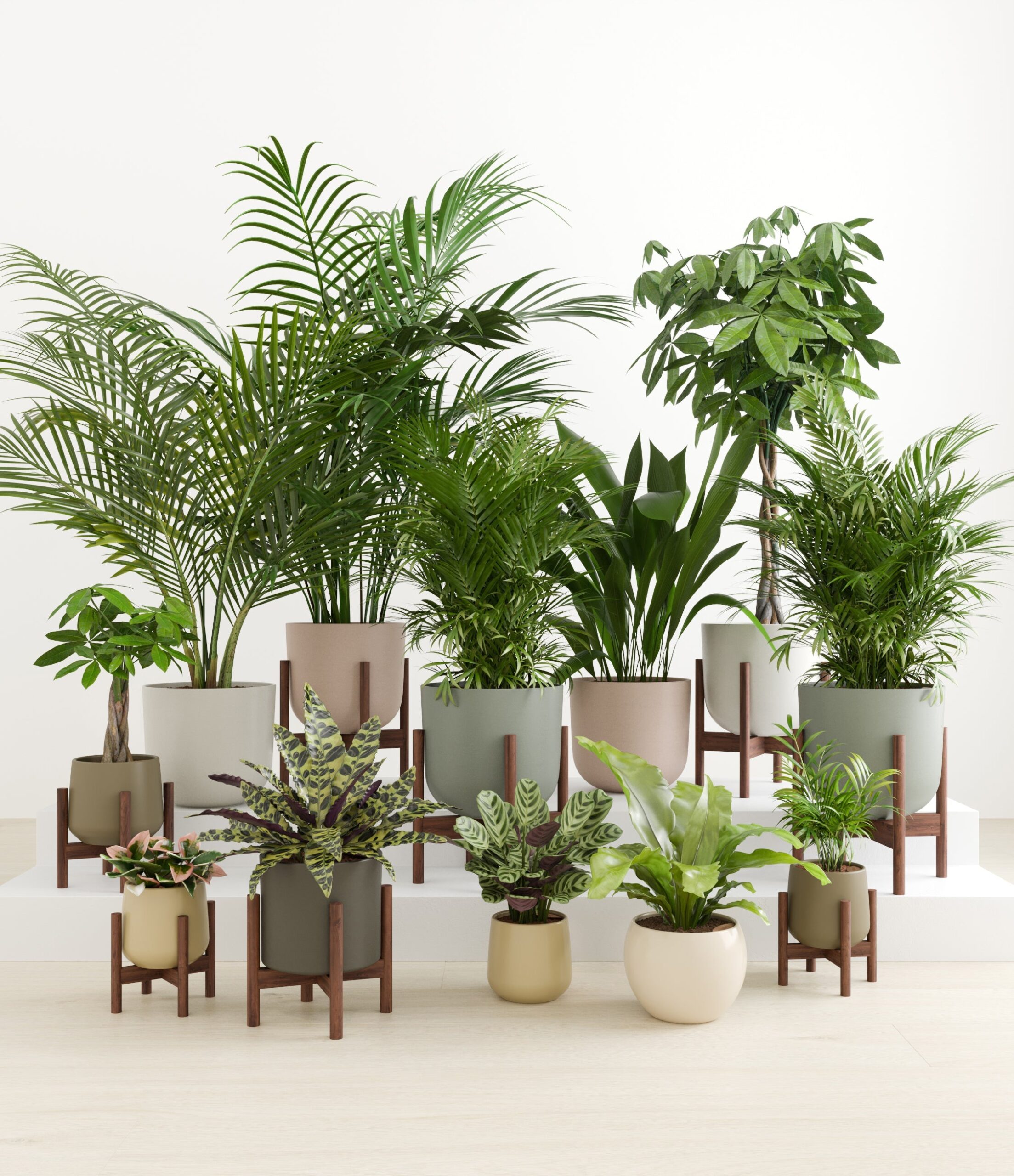 The_Exotic_Sanctuary_studio_woodland_8_stands.jpg