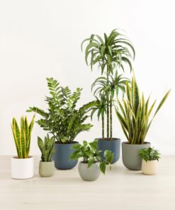 Luminous Jungle