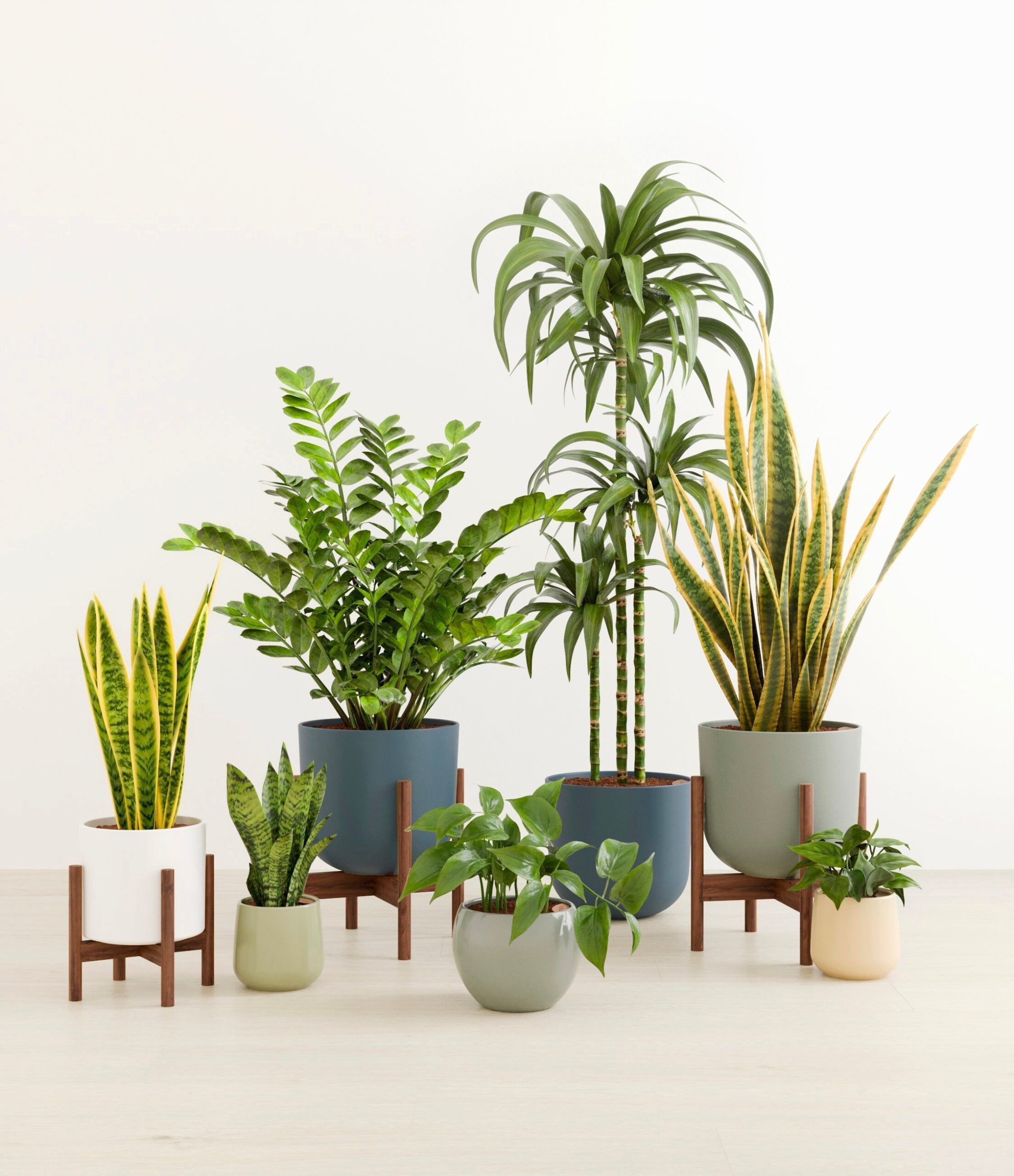 The_Luminous_Jungle_The_Earthy_Palette_3_stands_fb065075-3b54-4780-86c9-f3c12f87db99_copy.jpg