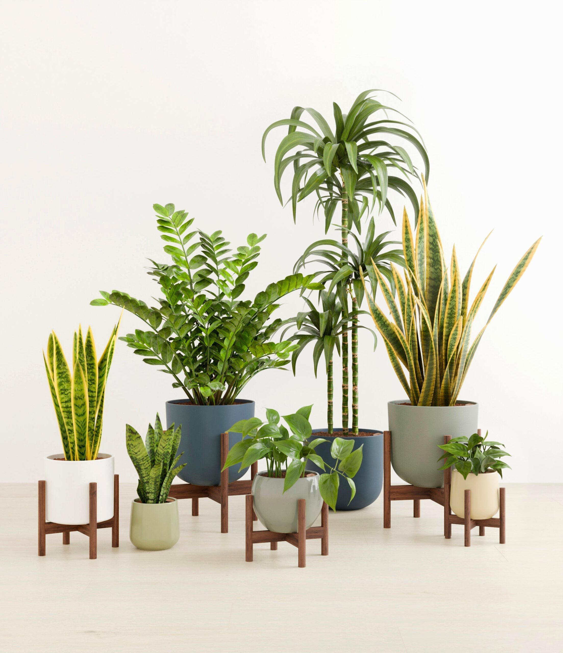 The_Luminous_Jungle_The_Earthy_Palette_6_stands_4d5e7990-4739-4d57-a6f5-6b2503f860fd_copy.jpg