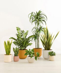Luminous Jungle